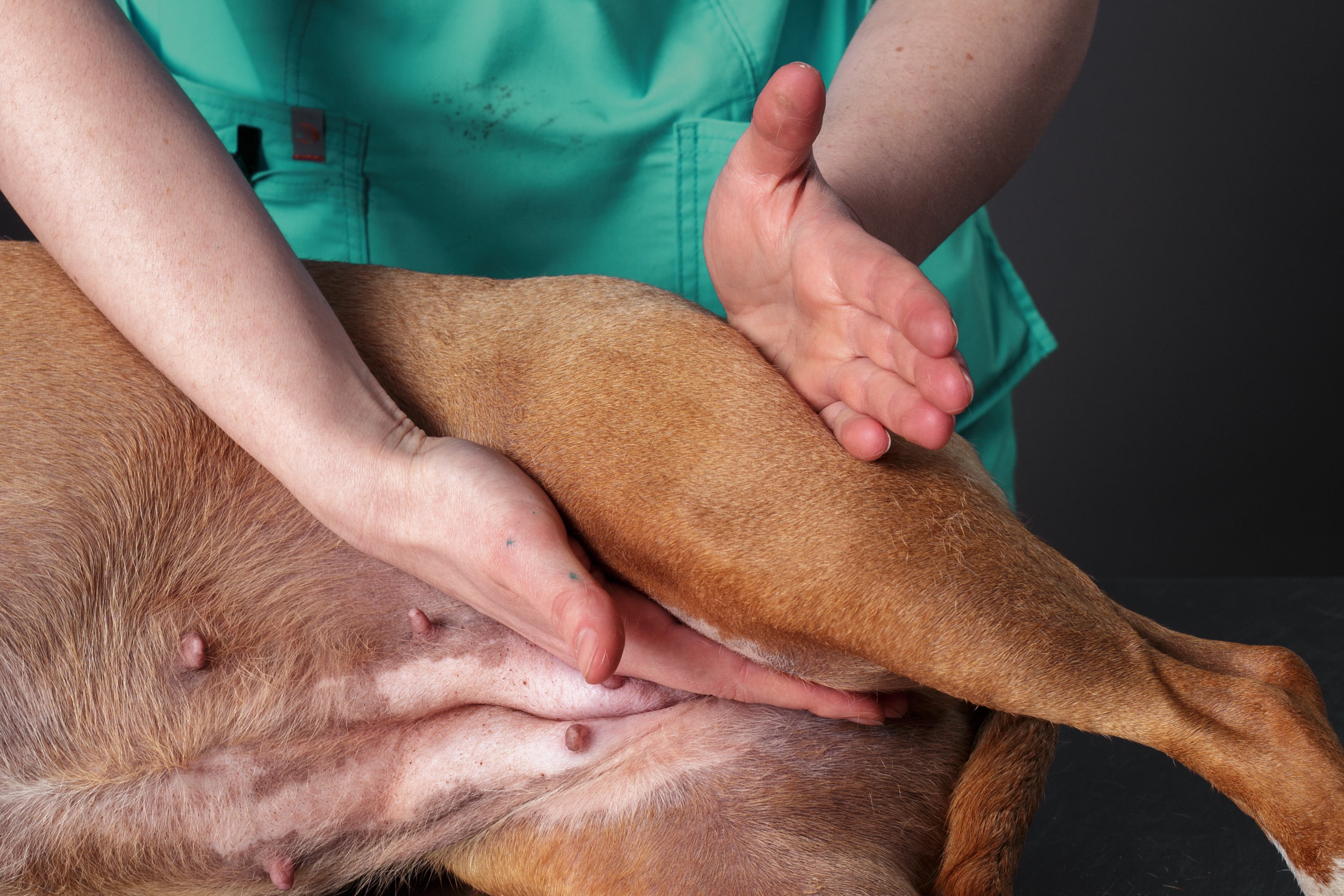 The Art of Pet Massage: Techniques for a Happier, Healthier Pet