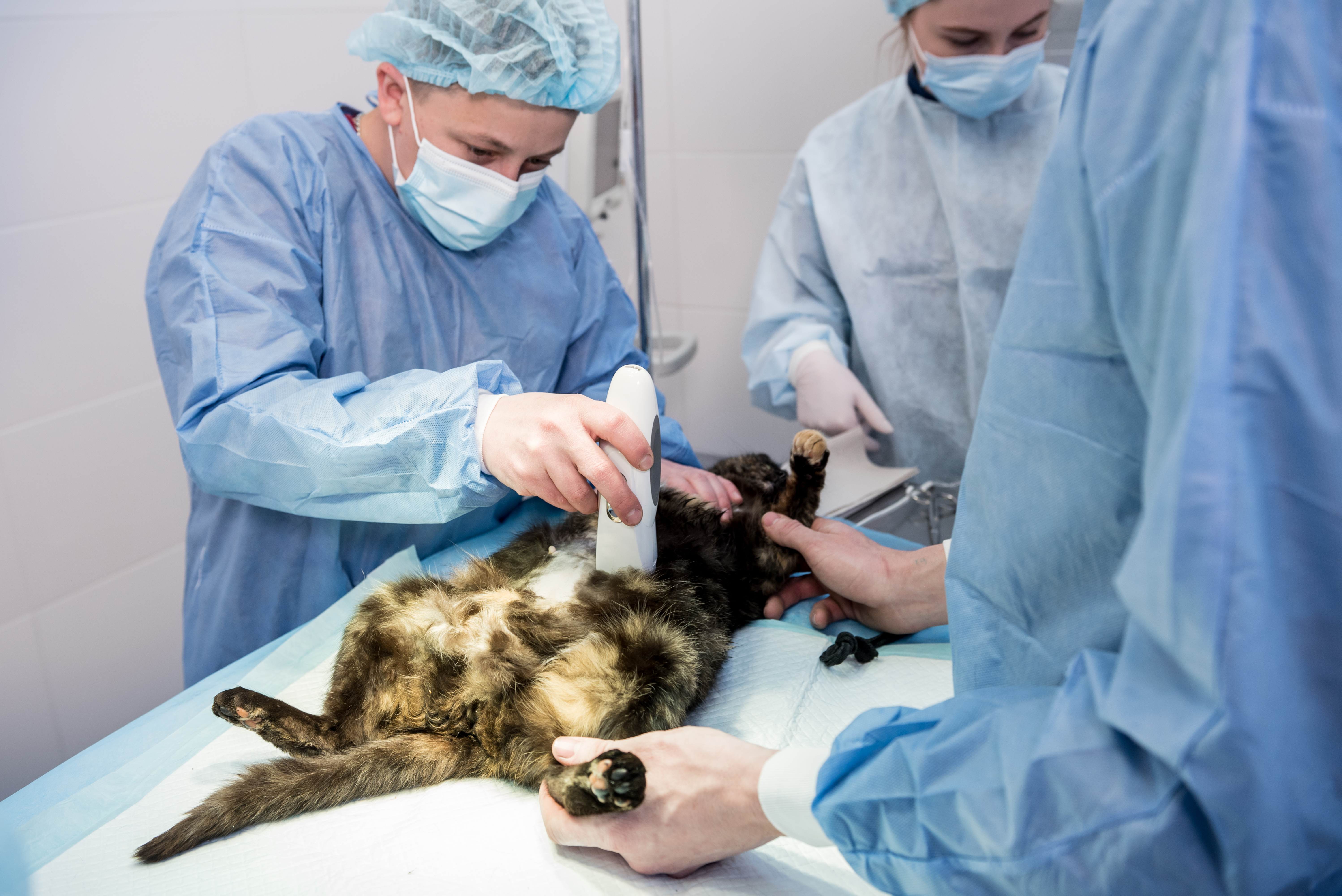 The Lifesaving Choice Understanding the Benefits of Spaying Neutering Your Pets