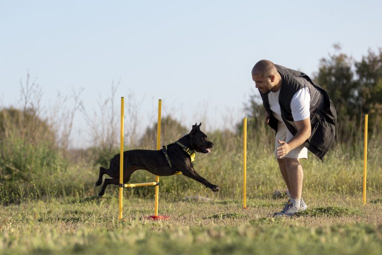 Winter Agility Training 3 Fun Ways To Keep Your Dog Active Indoors