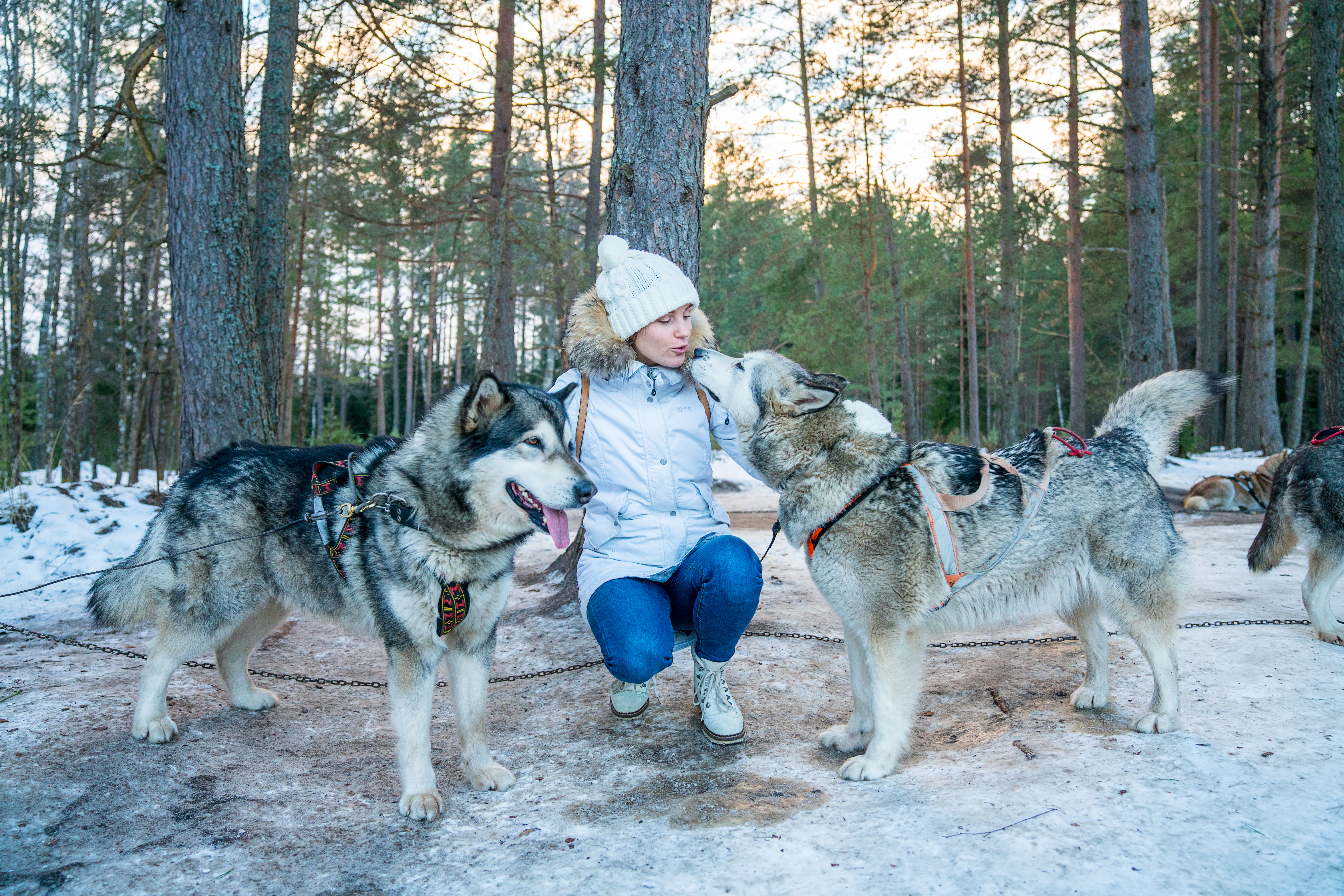 Winter Camping with Dogs: 3 Must-Know Safety Tips