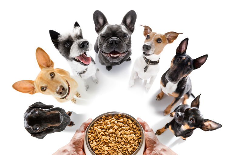 Unique Traits Of 3 Popular Dog Breeds Perfect For A Family Christmas