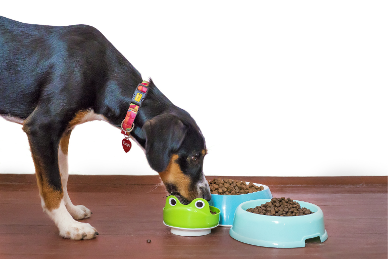 EzPz-What Measures Should Pet Food Manufacturers Take To Prevent Cross-Contamination During Production
