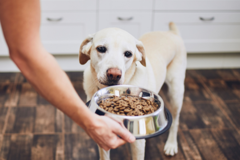 EzPz-Ensuring Pet Safety Addressing Concerns Of Dog Food Additives And Preservatives