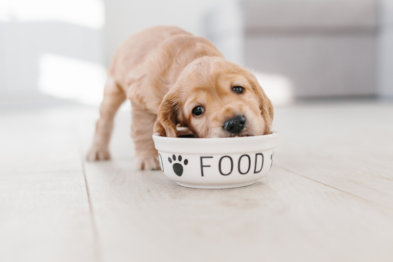 EzPz-How Can Manufacturers Mitigate The Risk Of Mycotoxin Contamination In Pet Food