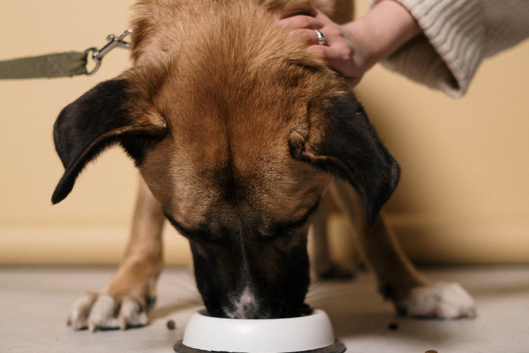 How Can Pet Food Manufacturers Address The Specific Dietary Needs Of Different Pet Species