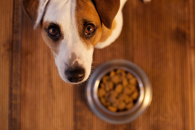 EzPz-What Protocols Should Be In Place To Ensure The Traceability Of Ingredients Used In Pet Food Production