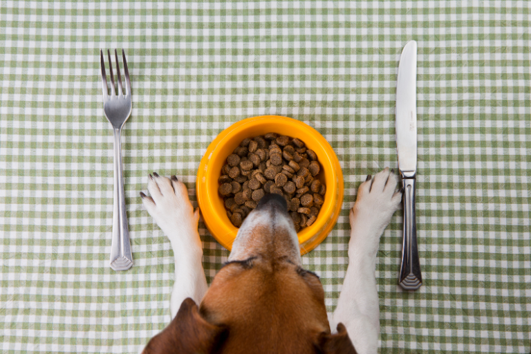 EzPz-What Protocols Should Be In Place To Ensure The Traceability Of Ingredients Used In Pet Food Production