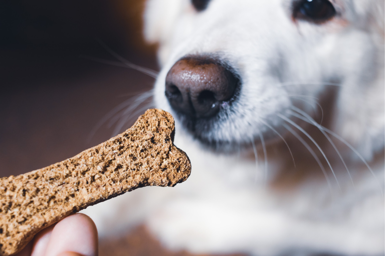 How To Prevent The Contamination Of Pet Food With Veterinary Drugs Or Medications