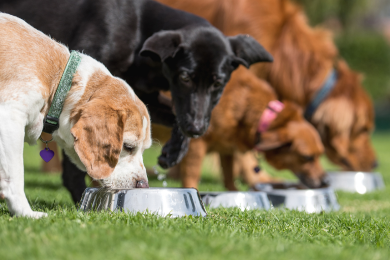 What Measures Should Be Implemented To Prevent The Growth Of Mold And Fungi In Pet Food