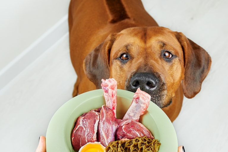 What Measures Should Be Implemented To Prevent The Growth Of Mold And Fungi In Pet Food