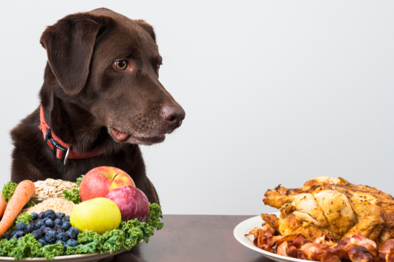 What Protocols Should Be In Place To Handle And Process Frozen Or Raw Pet Food Safely