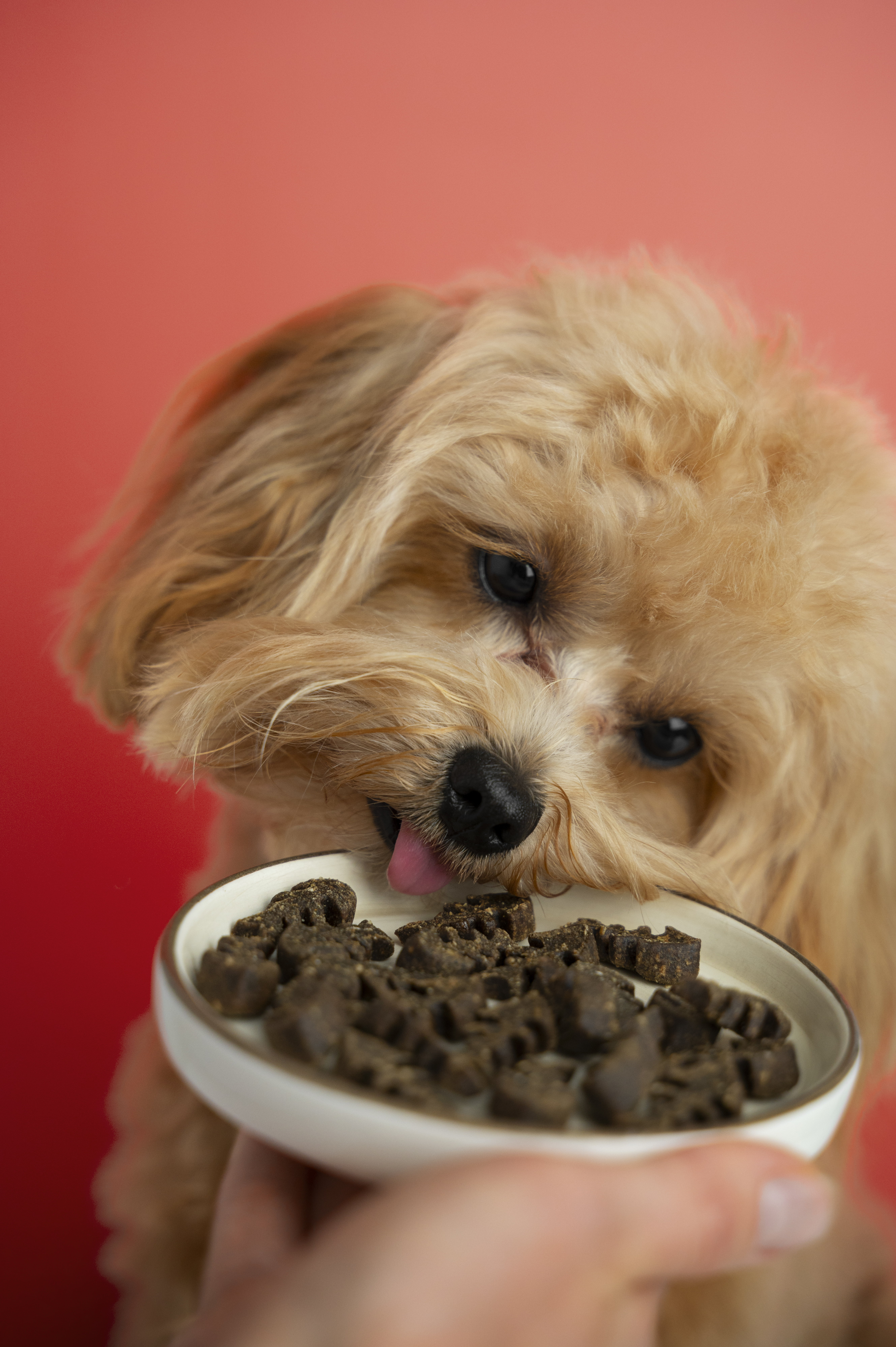 How can manufacturers ensure the safety and quality of novel protein sources used in hypoallergenic pet food