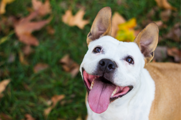 Protocols For Handling And Processing Heat-Sensitive Ingredients In Pet Food