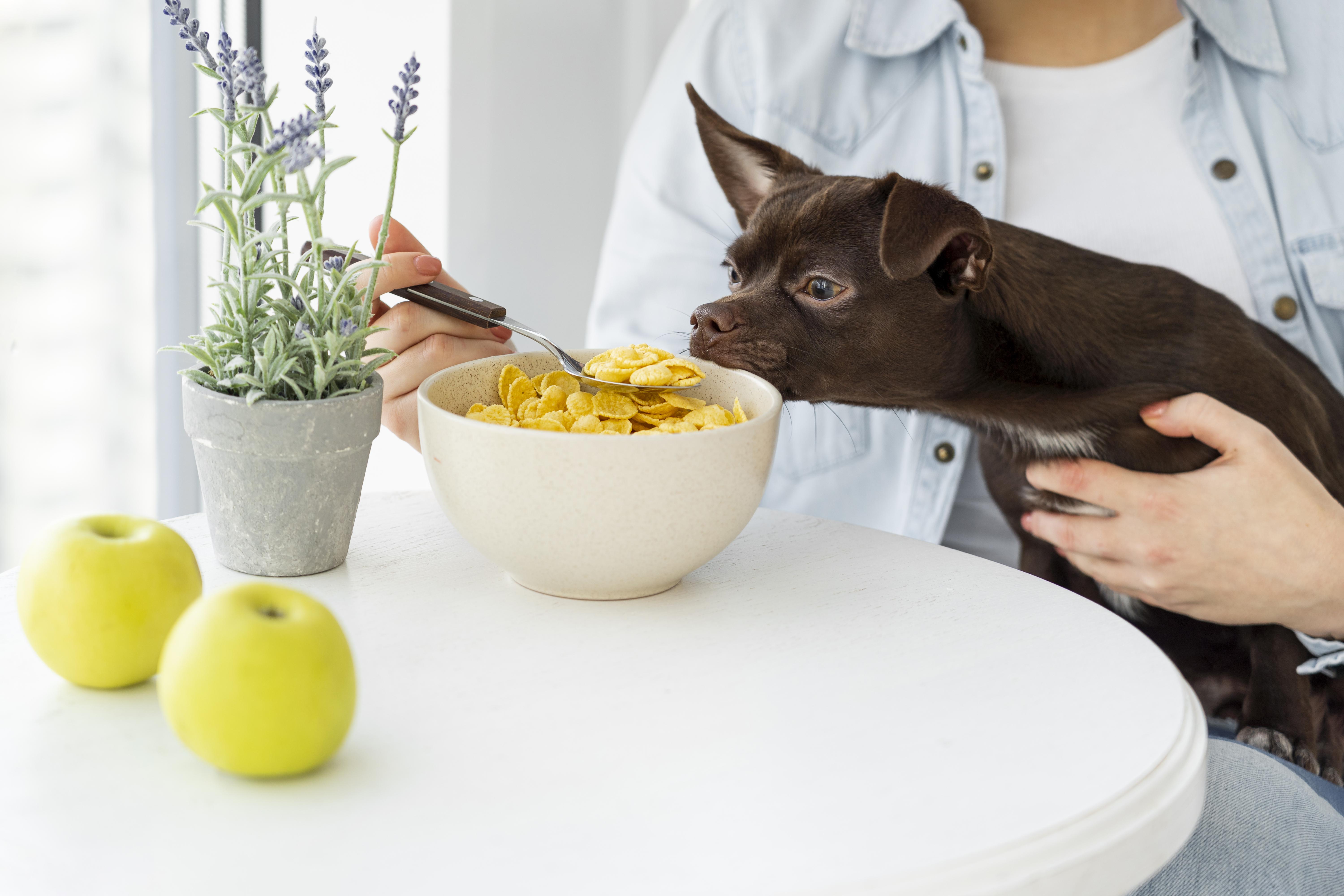 What measures should be implemented to prevent the inclusion of by-products or waste materials in pet food