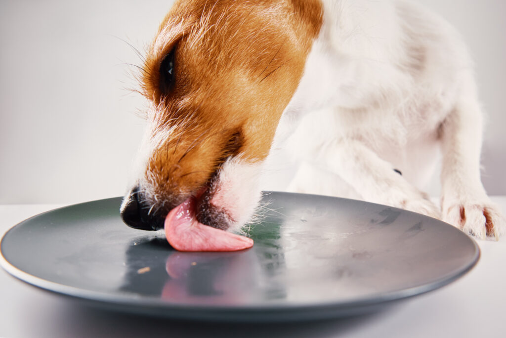 What protocols should be in place to handle and process ingredients prone to spoilage, such as raw meat or fish, in pet food