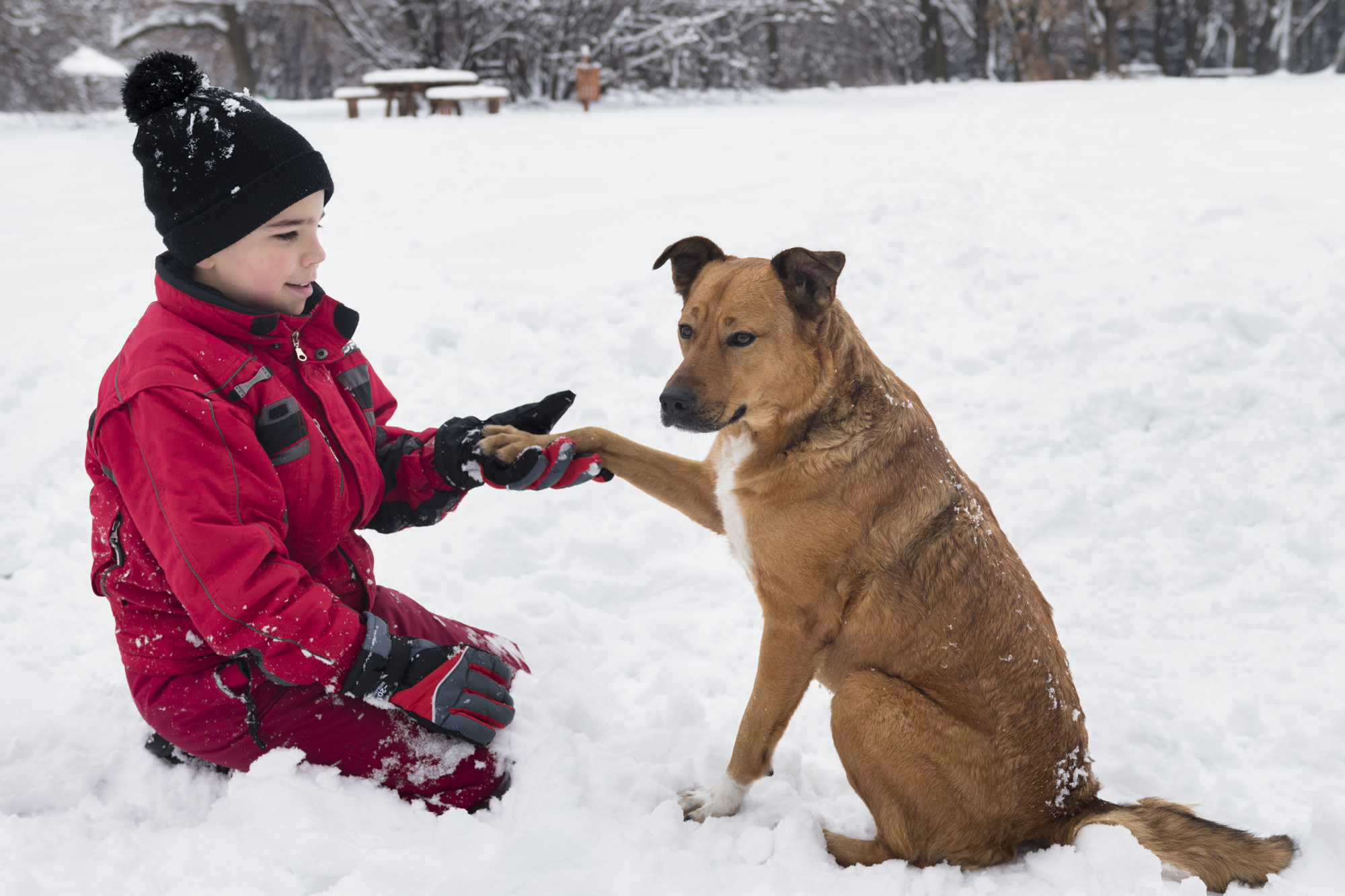 Canine Flu Season Protecting Your Dog from Viral Infections in Winter
