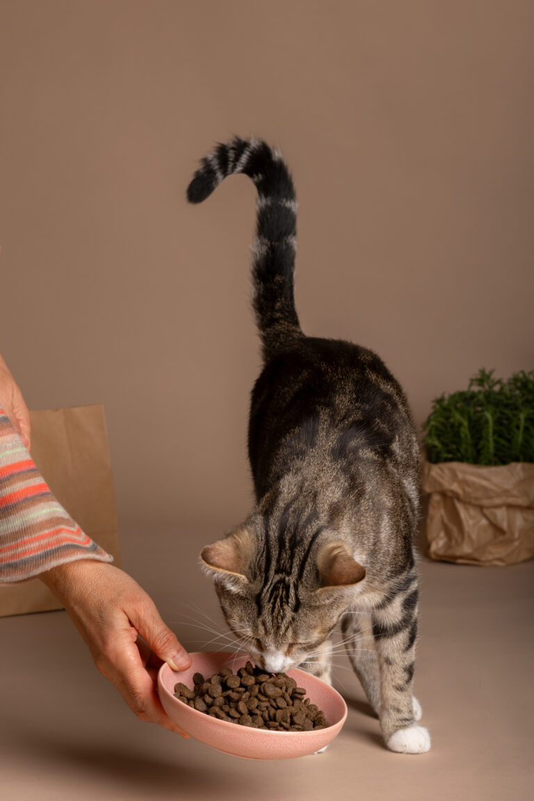 Holiday Training Tips: Teaching Your Cat Polite Behavior Around Guests