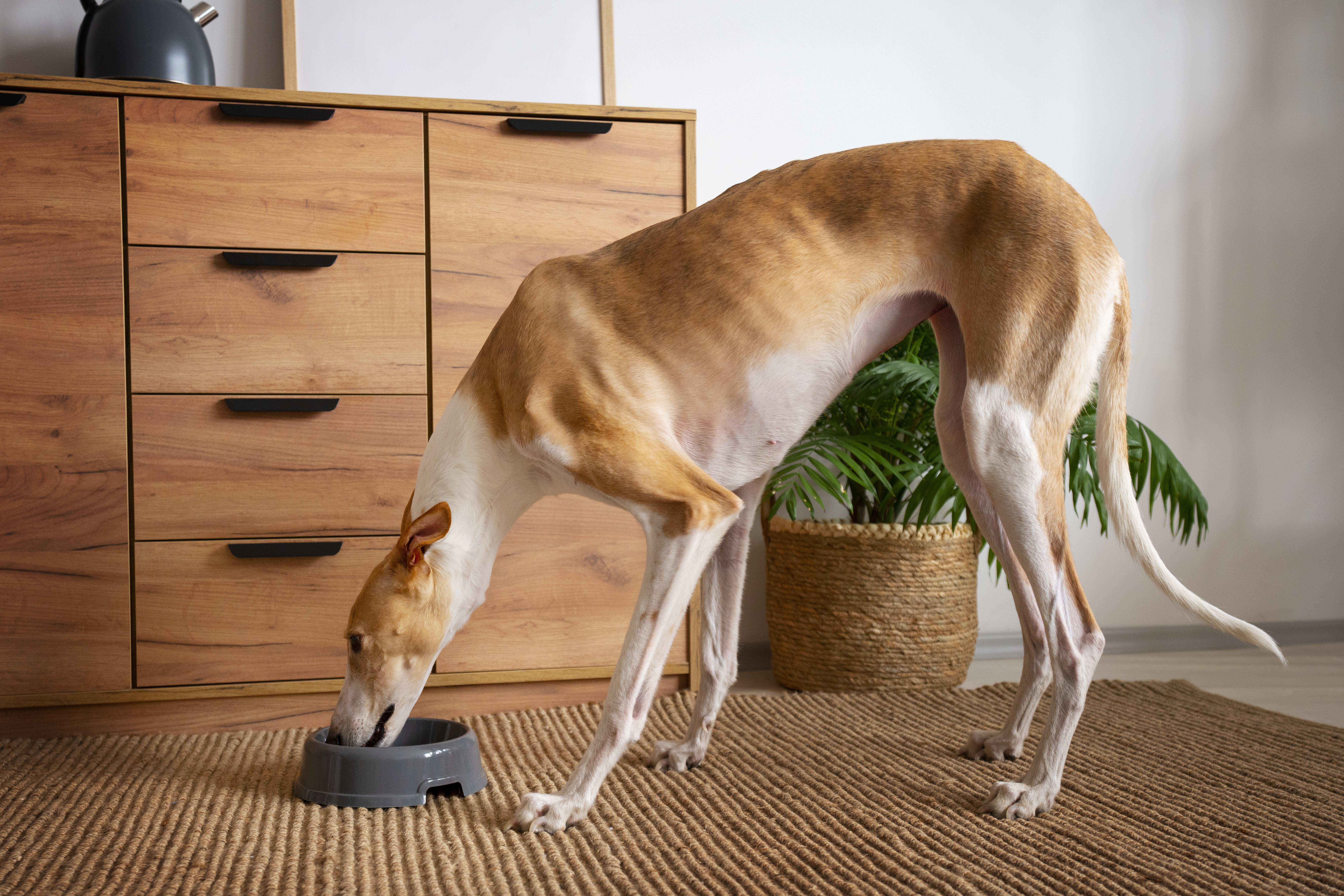 How Can Pet Food Manufacturers Address The Potential Risks Associated With Common Food Additives, Such As Artificial Colors Or Preservatives