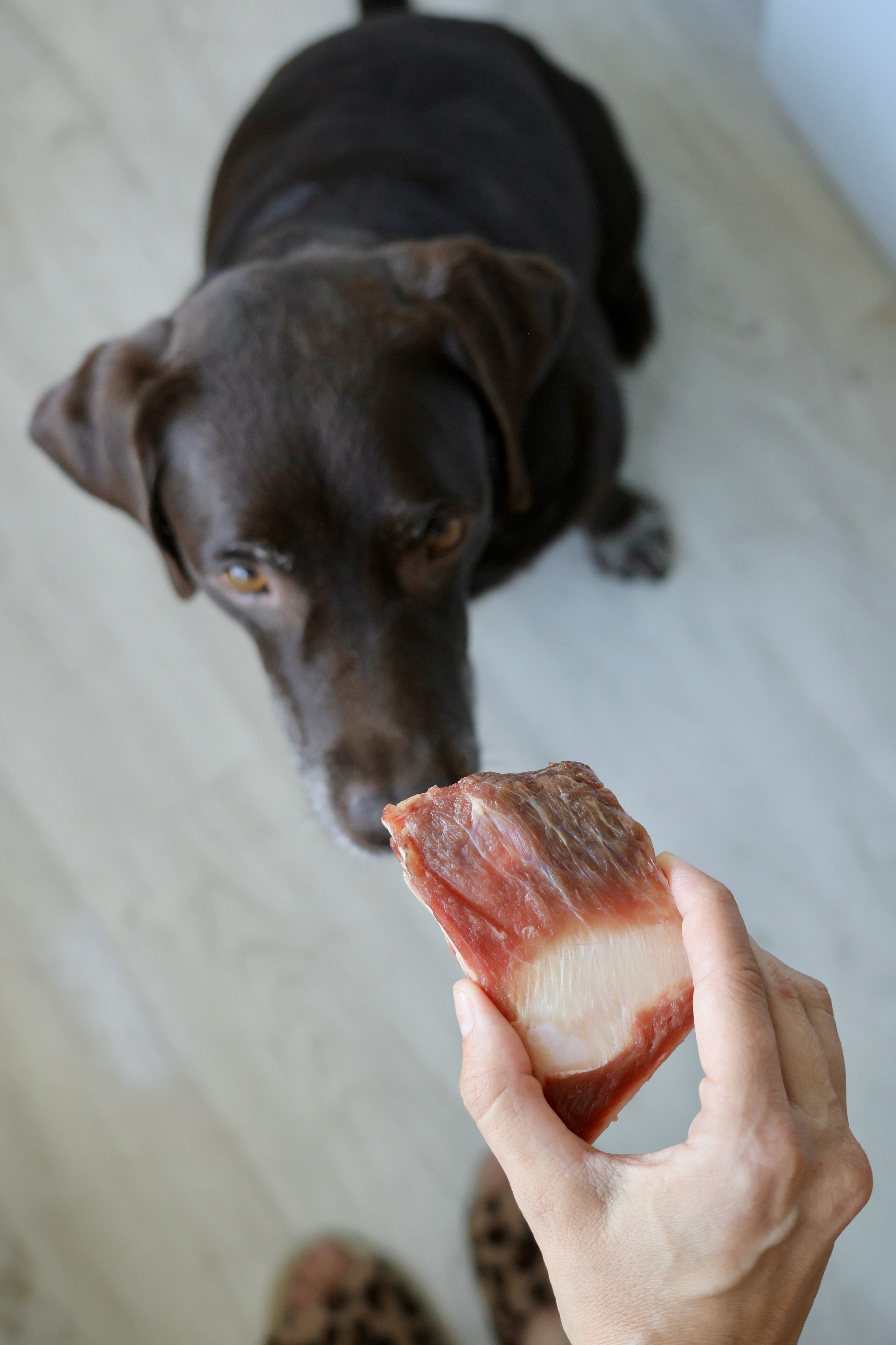 How can manufacturers ensure the safety and quality of insects or insect-based ingredients used in pet food