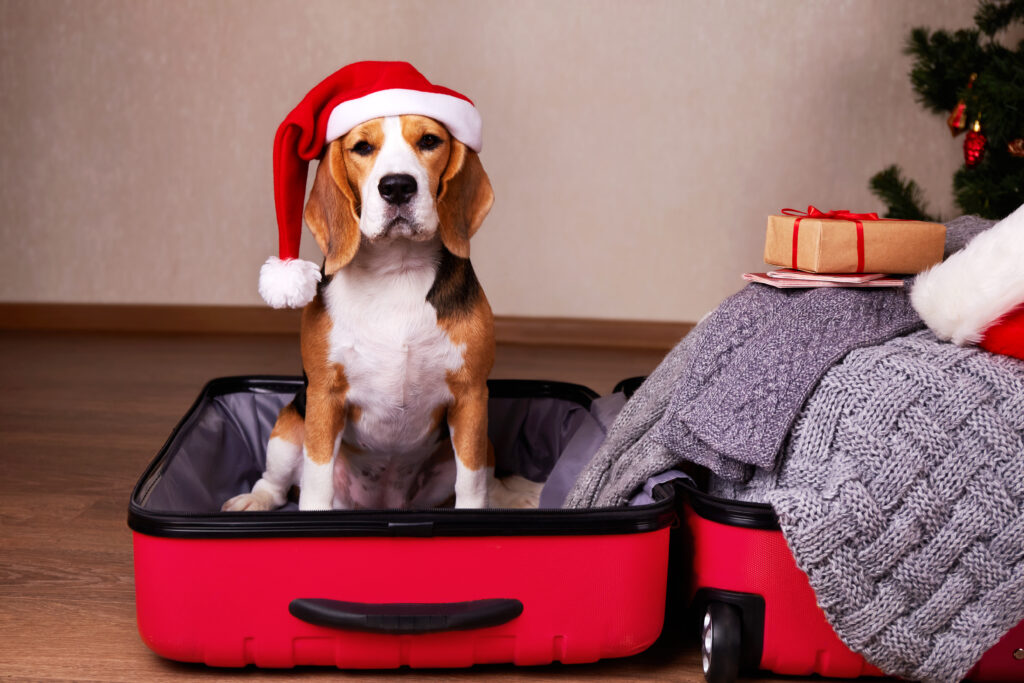 Navigating Holiday Leftovers: What Can and Can't Dogs Eat