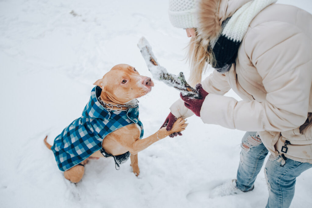 New Year, Healthier Dog Setting Achievable Health Goals for 2024