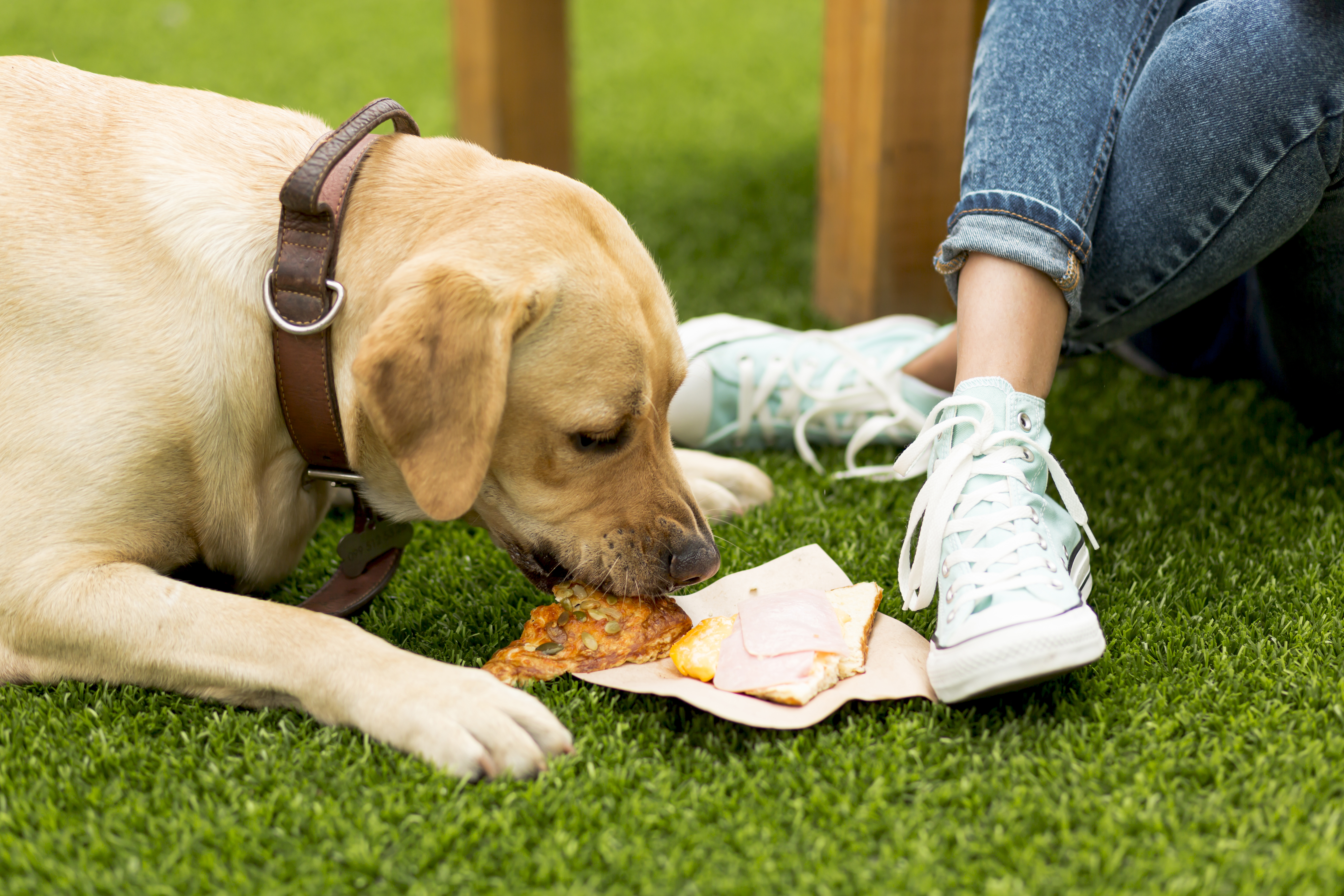 What Steps Should Be Taken To Prevent The Inclusion Of Contaminants, Such As Mercury Or Microplastics, In Seafood-Based Pet Food