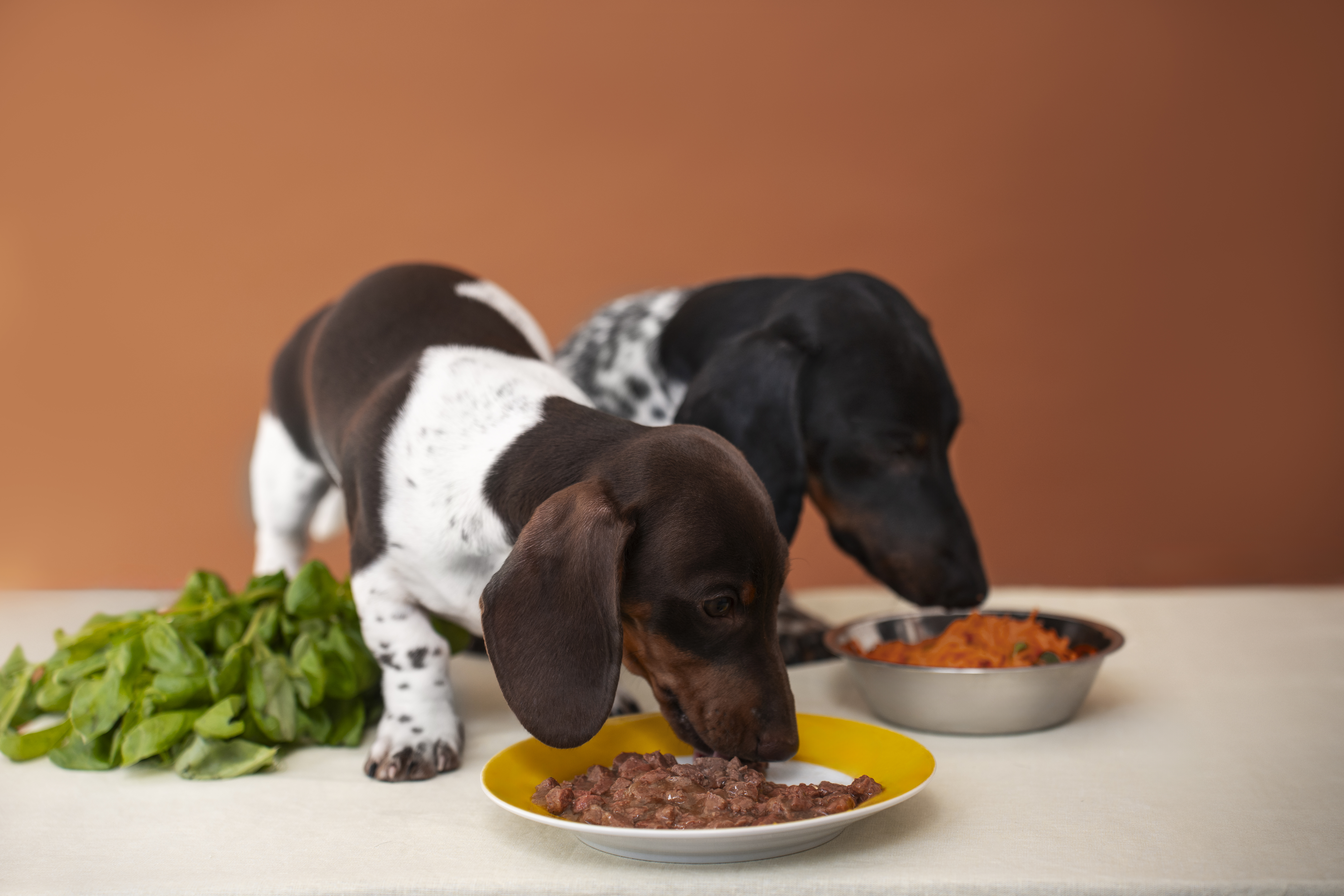 What steps should be taken to prevent the inclusion of unapproved or banned ingredients in pet food