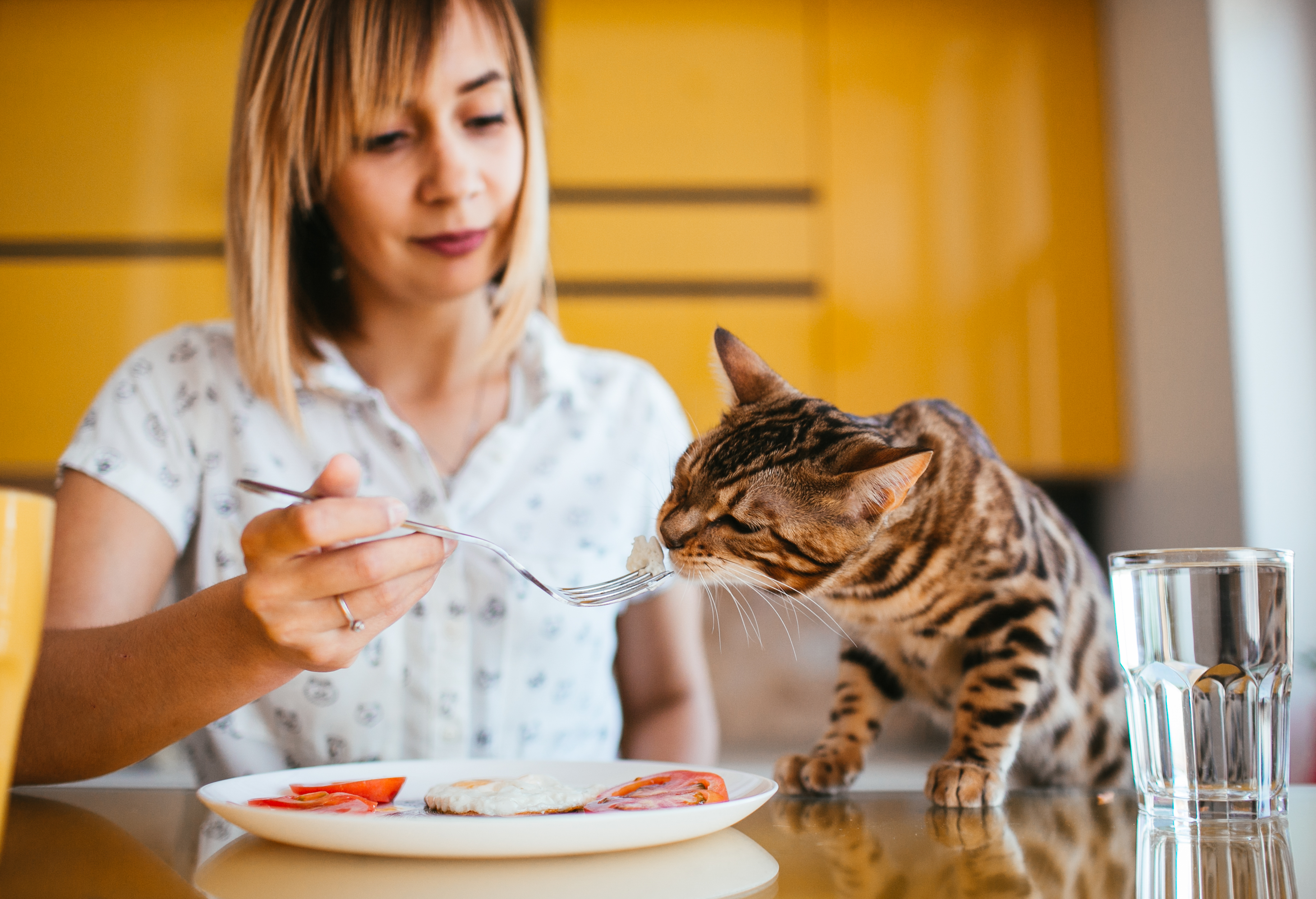 Cooking For Cats: 3 Healthy Winter Recipes Your Feline Will Love