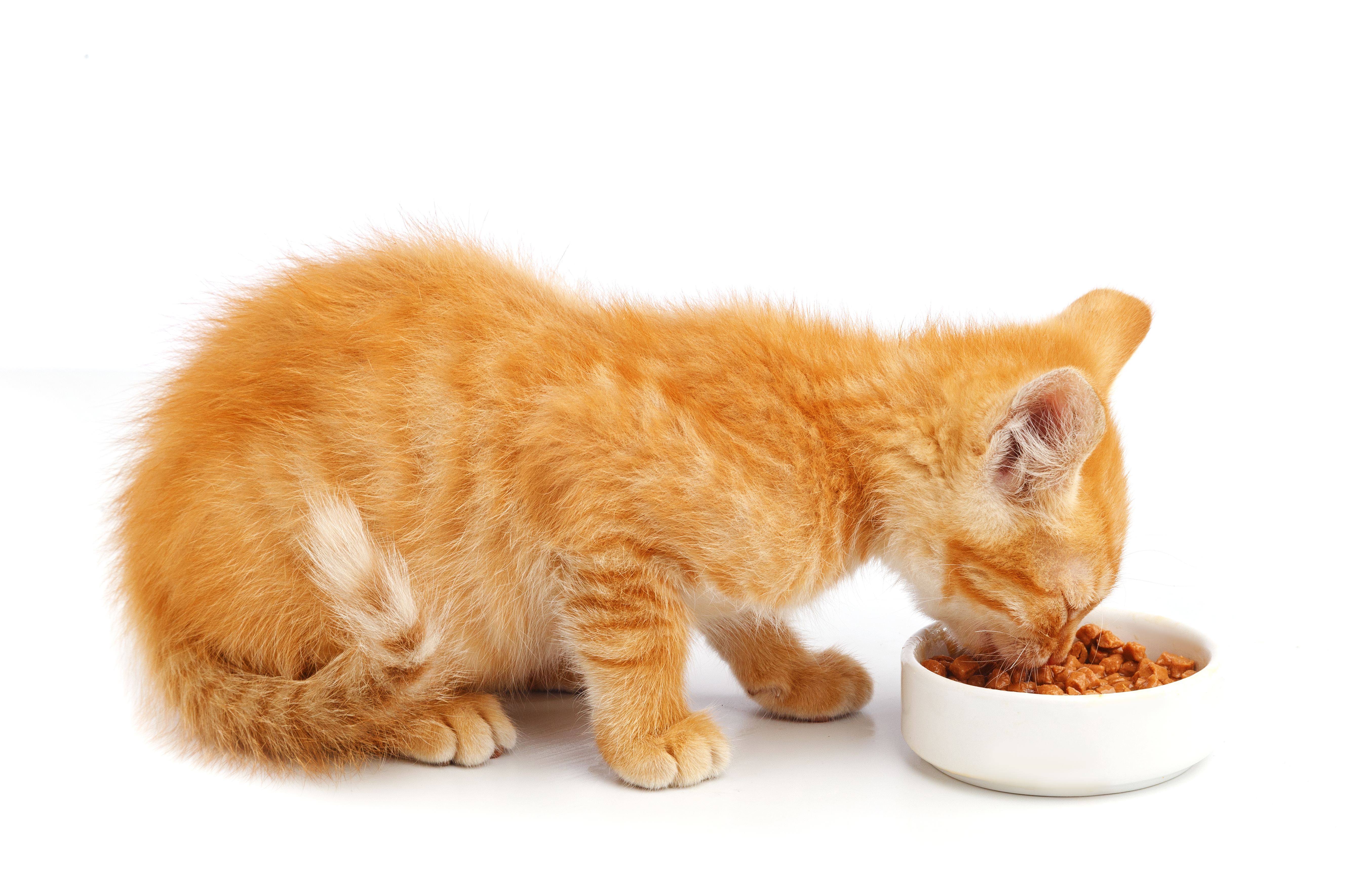 Evaluating Grain-Free Diets For Cats: Pros And Cons