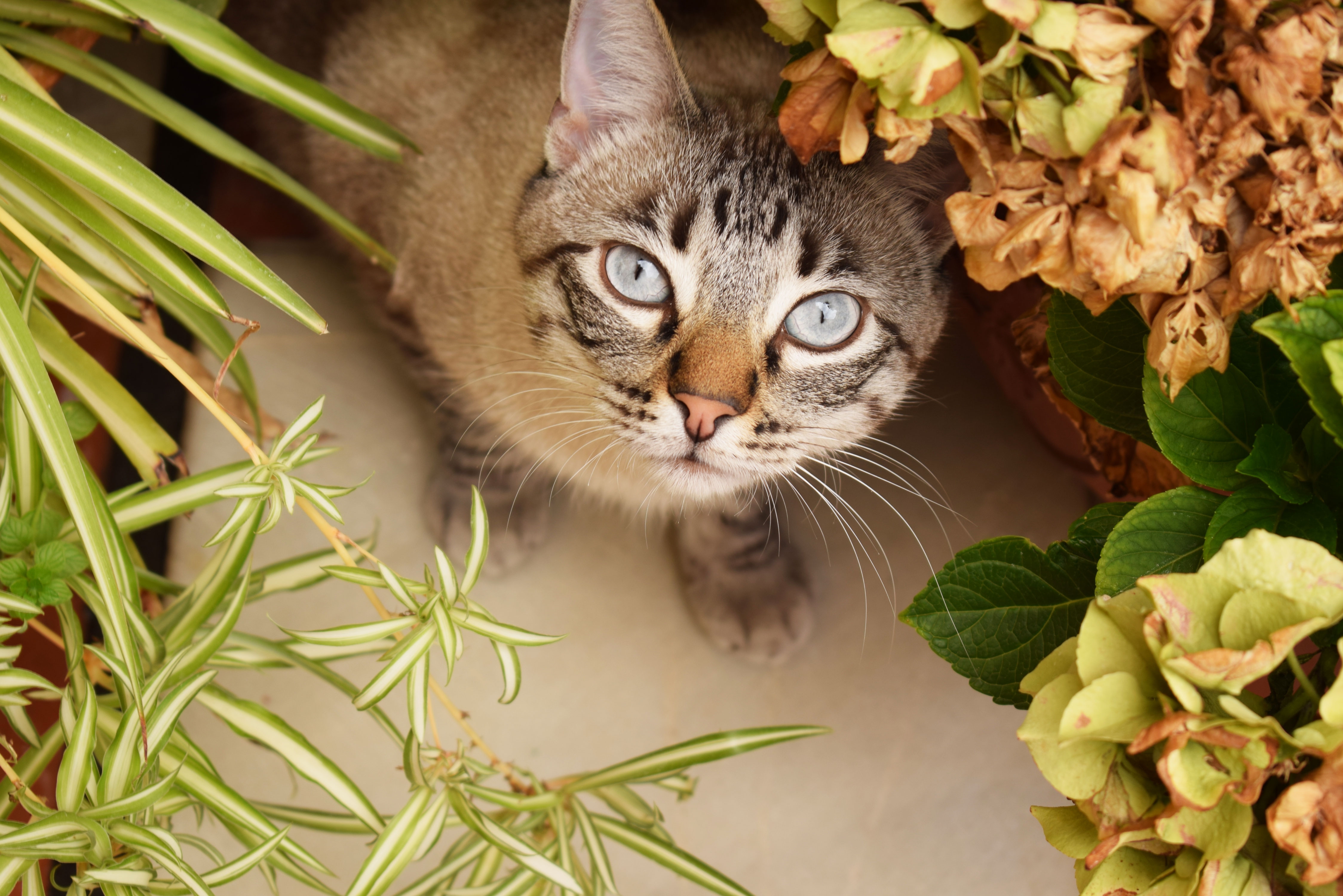 Holiday Plant Safety: Which Festive Plants Are Dangerous to Cats?