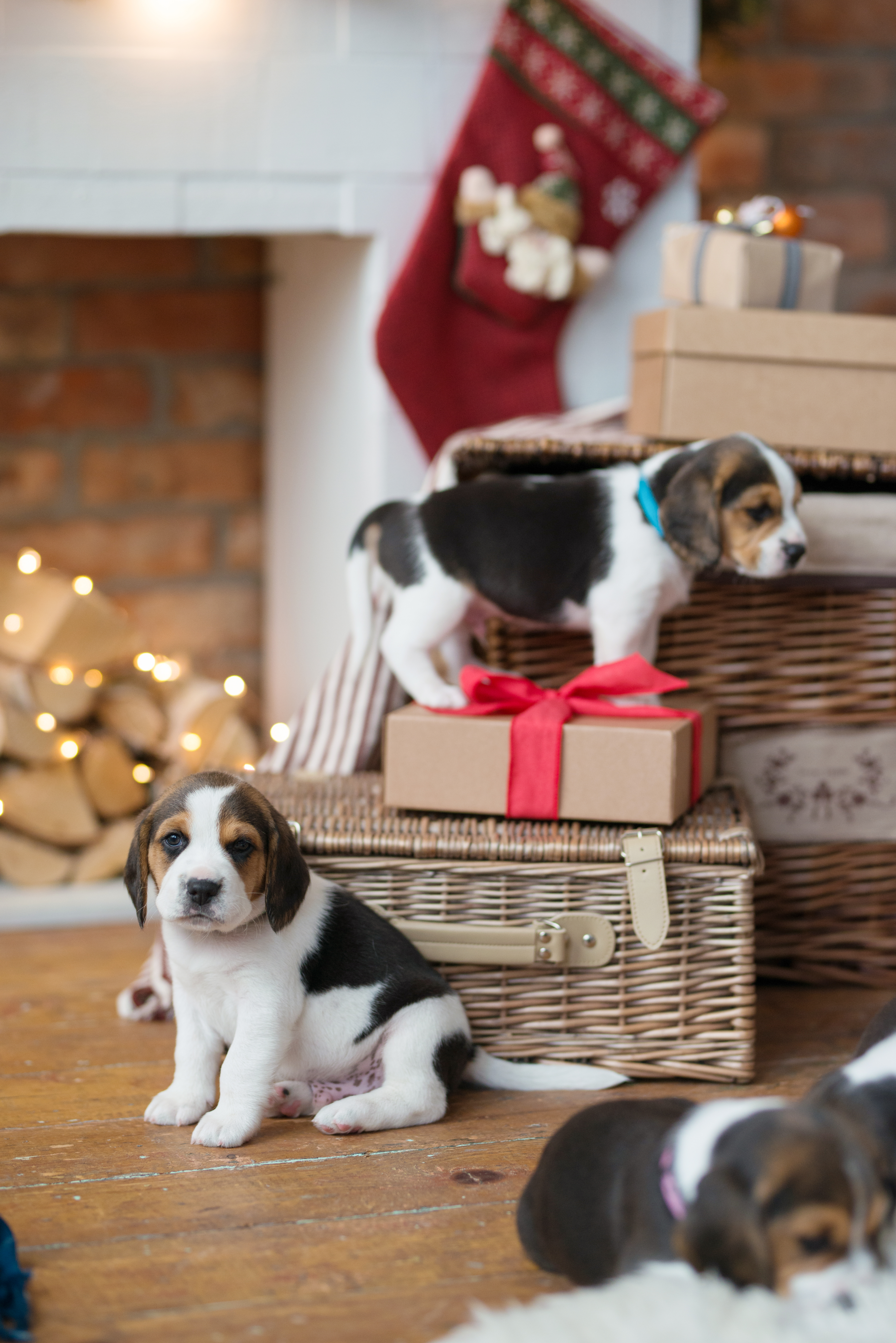 Home For The Holidays: The Rise In Dog Adoptions During The Festive Season