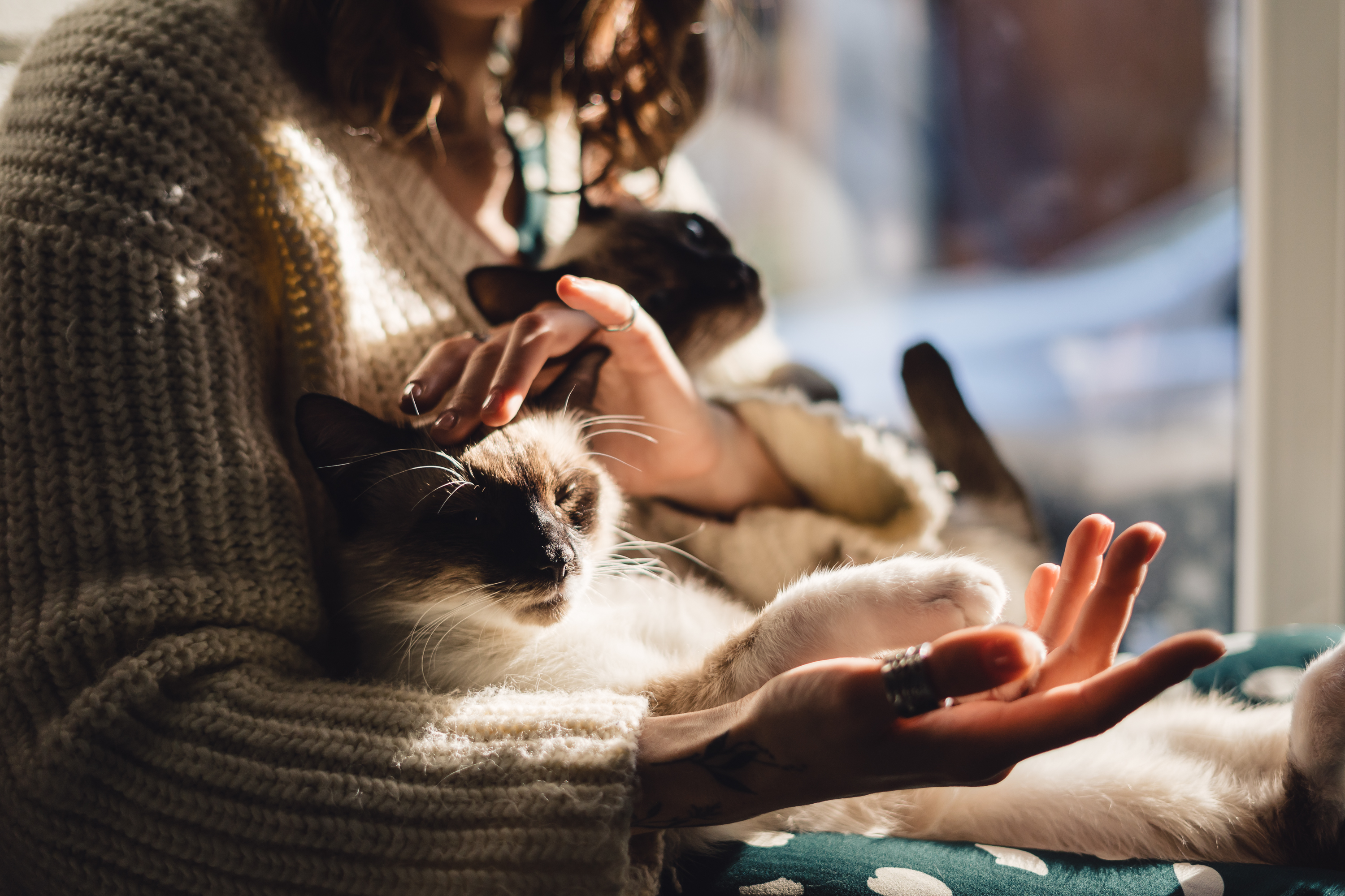 How to Keep Your Indoor Cat Stimulated and Active in Colder Months
