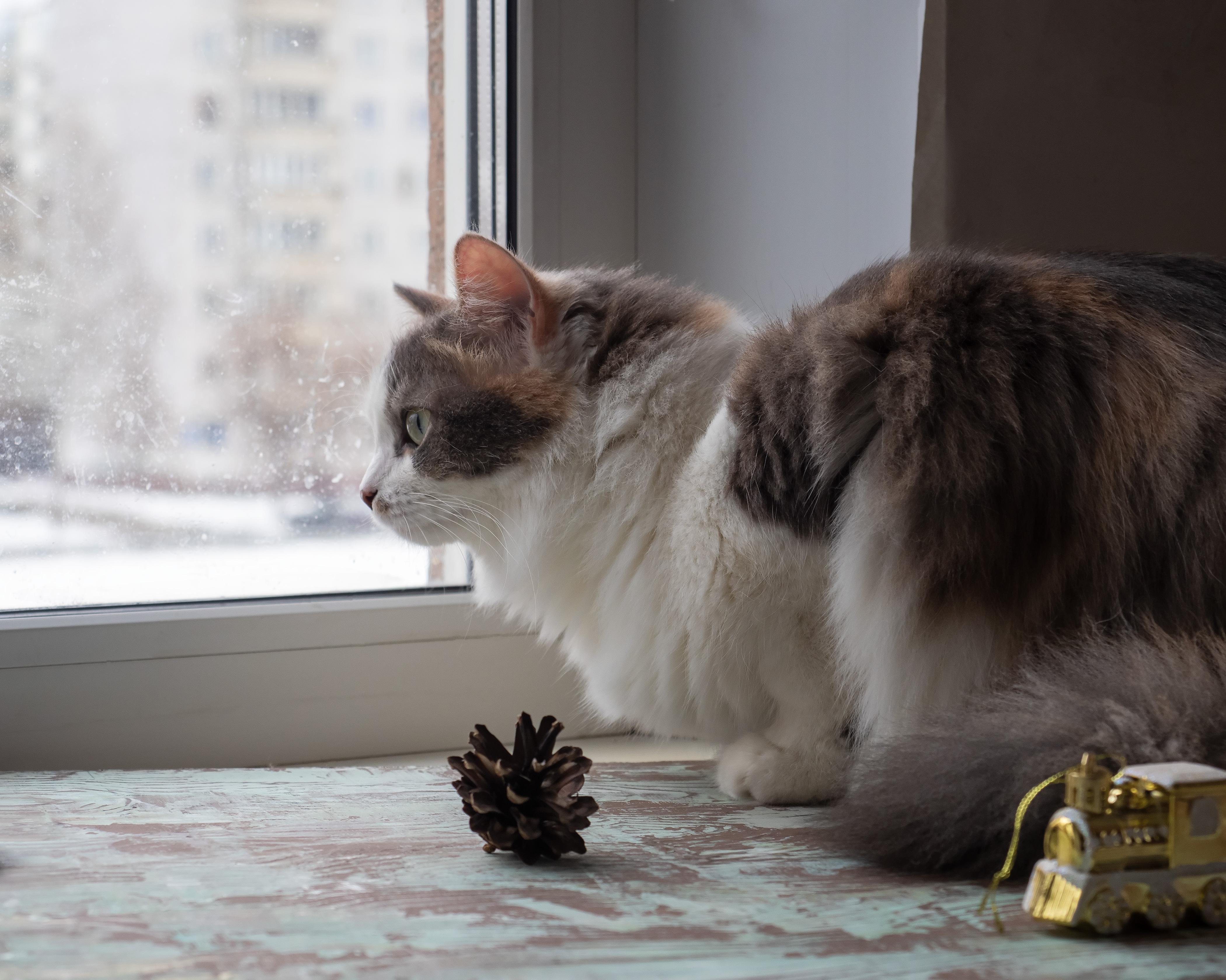 Recognizing And Treating Common Winter Illnesses In Cats