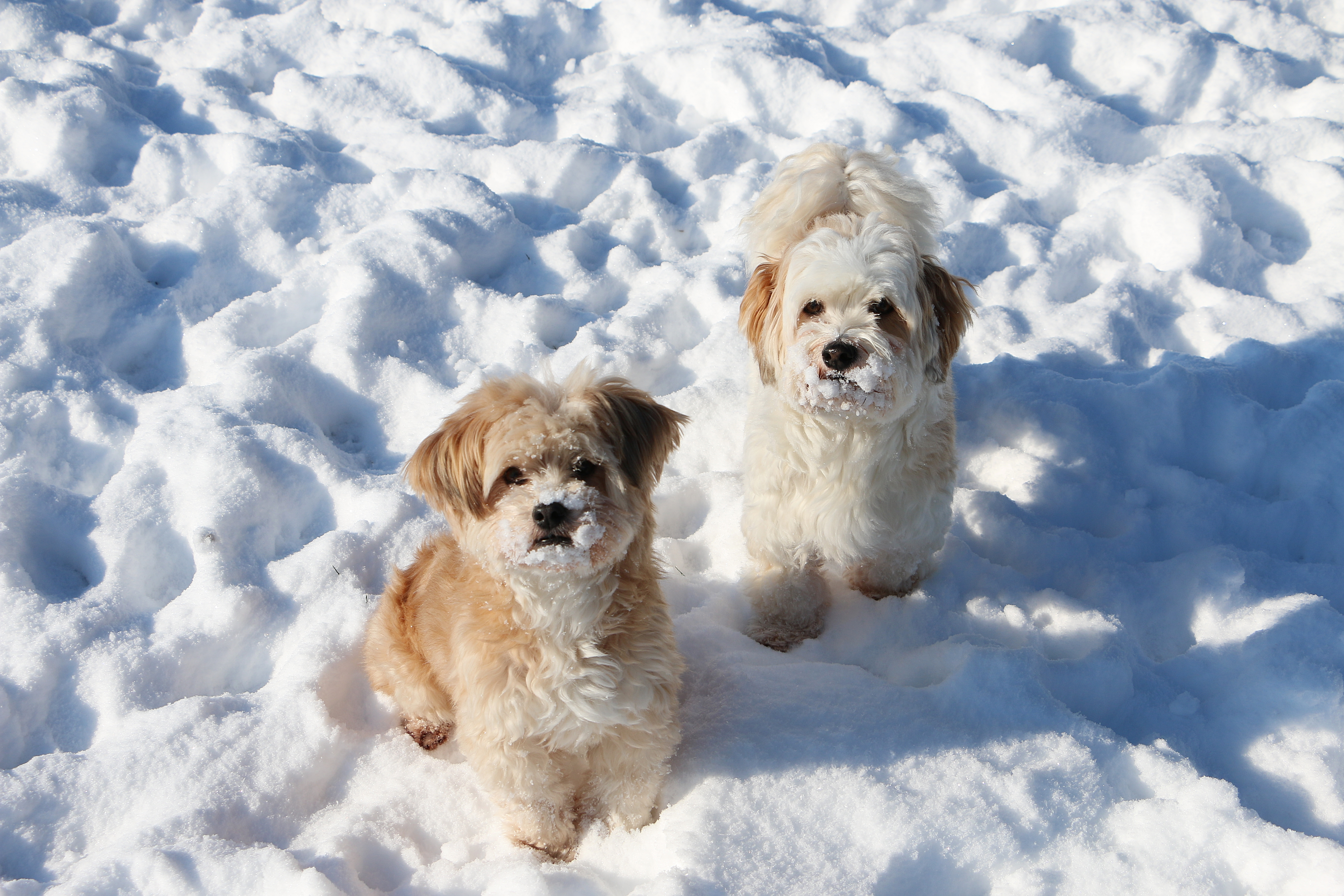 Small Dogs, Big Hearts: Top Breeds for Apartment Living in Winter