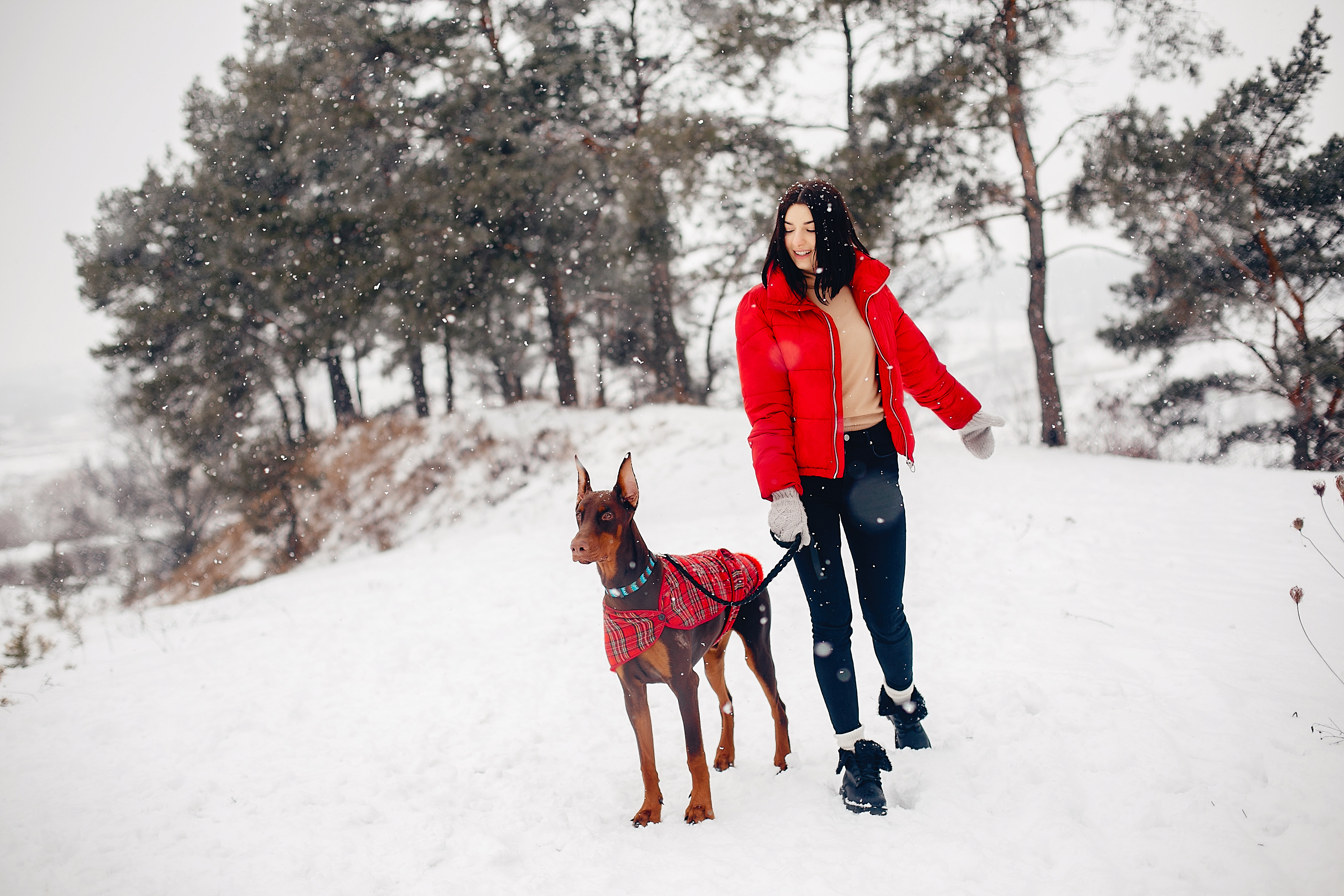 Snow Camping with Your Dog: Preparing for a Frosty Adventure