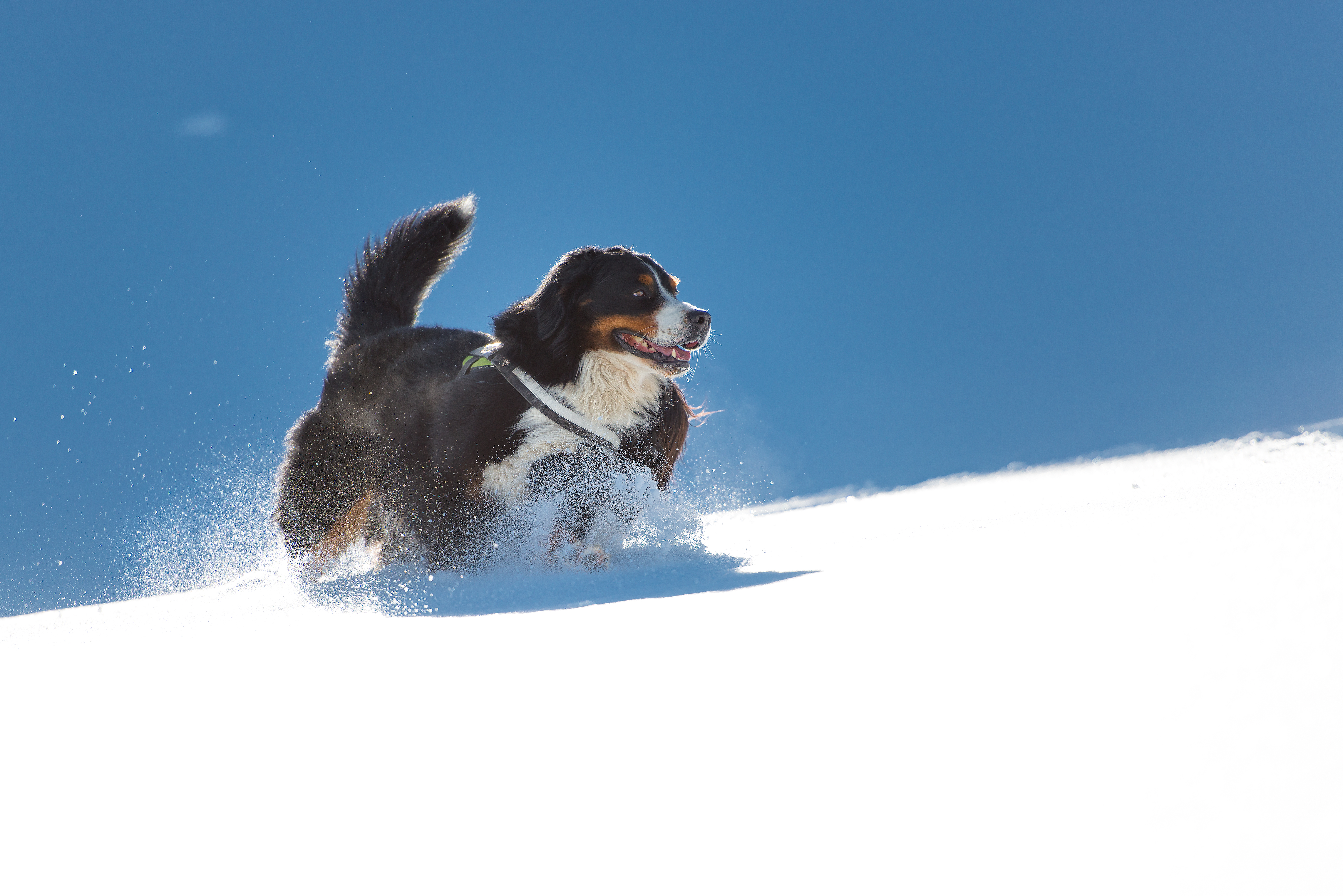 5 Essential Winter Safety Tips for Pets