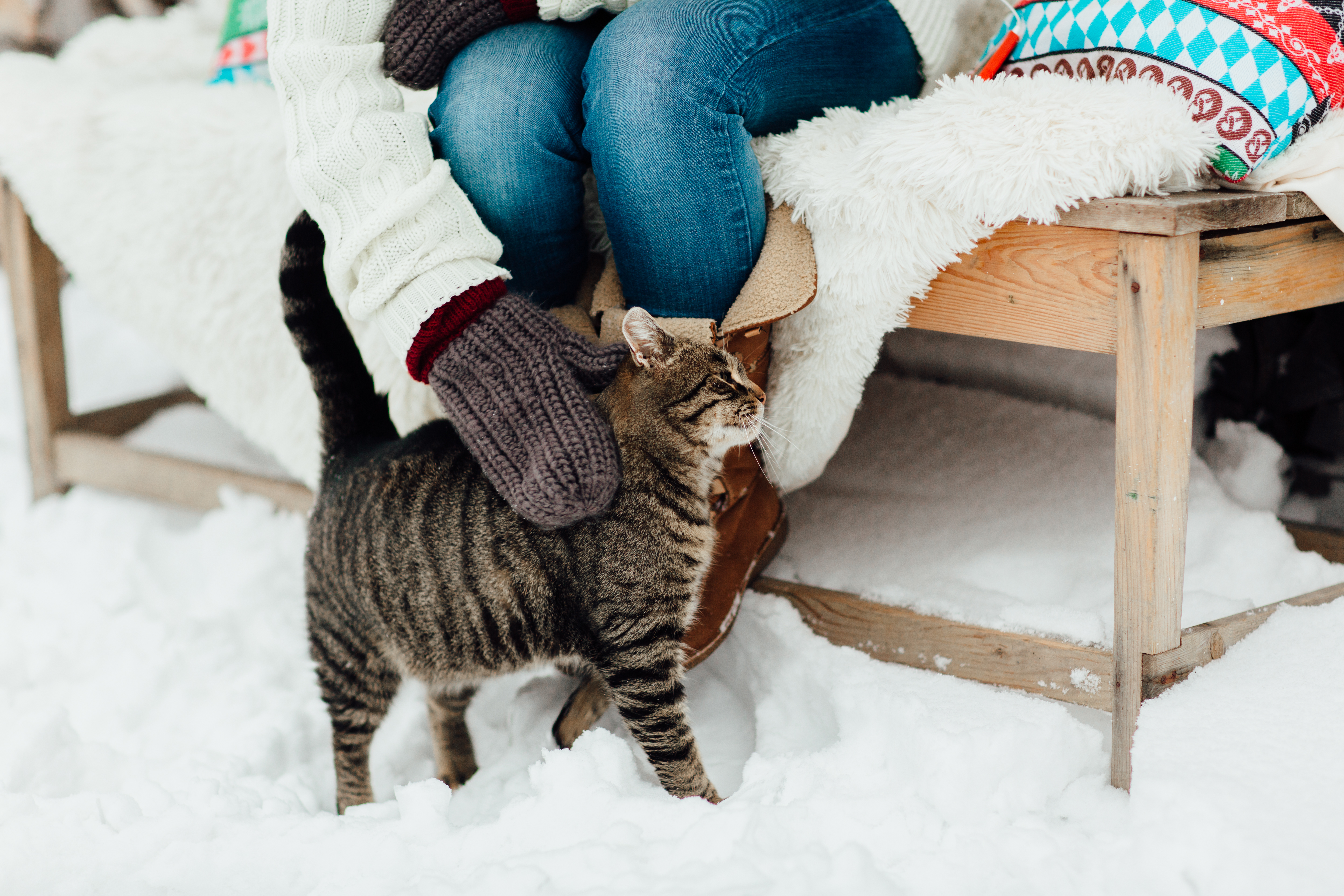 Best Cat Breeds for Cold Climates: A Winter Overview
