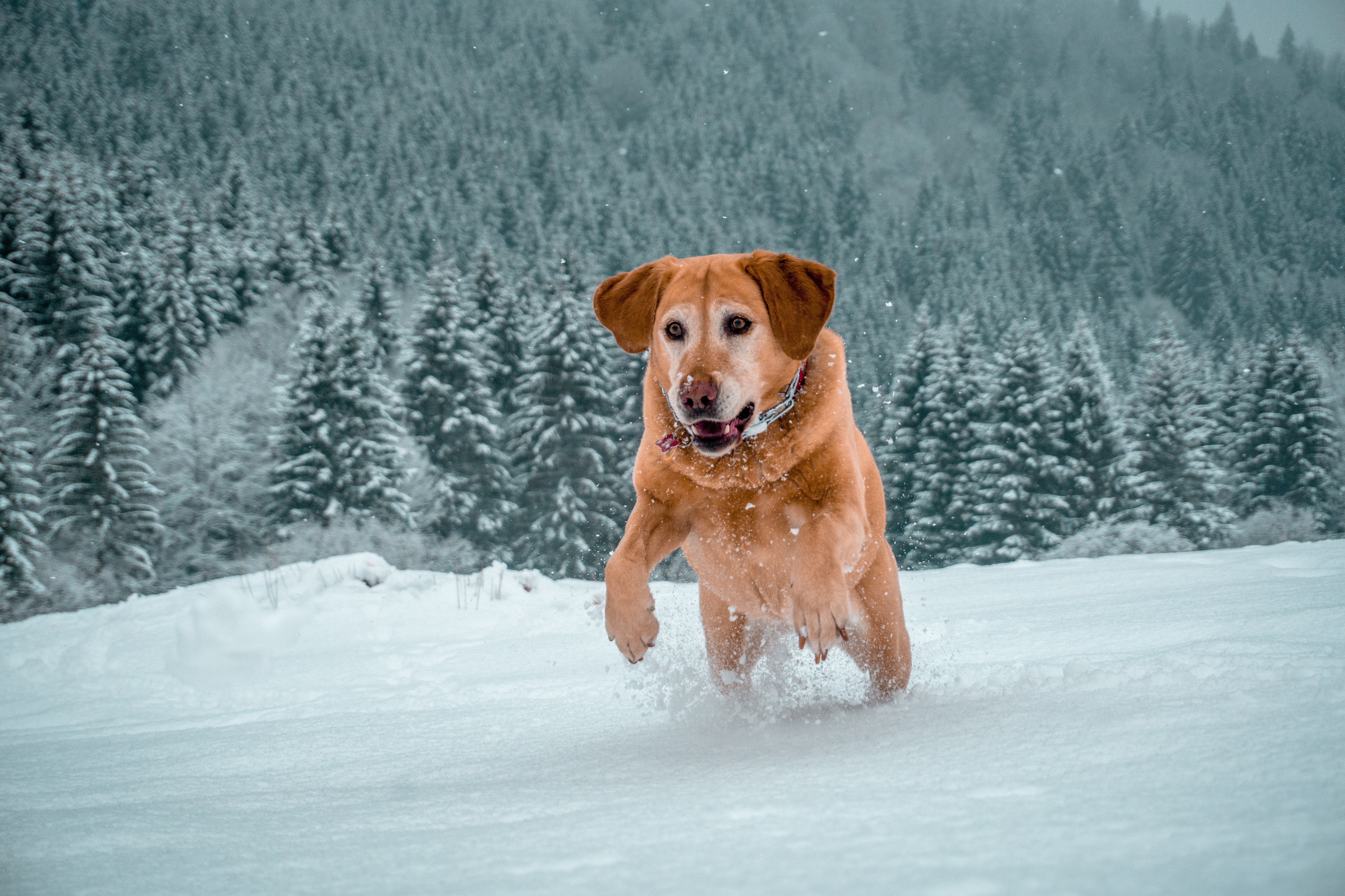 Best Ice Melt for Concrete Driveways – Safe & Pet-Friendly Solutions