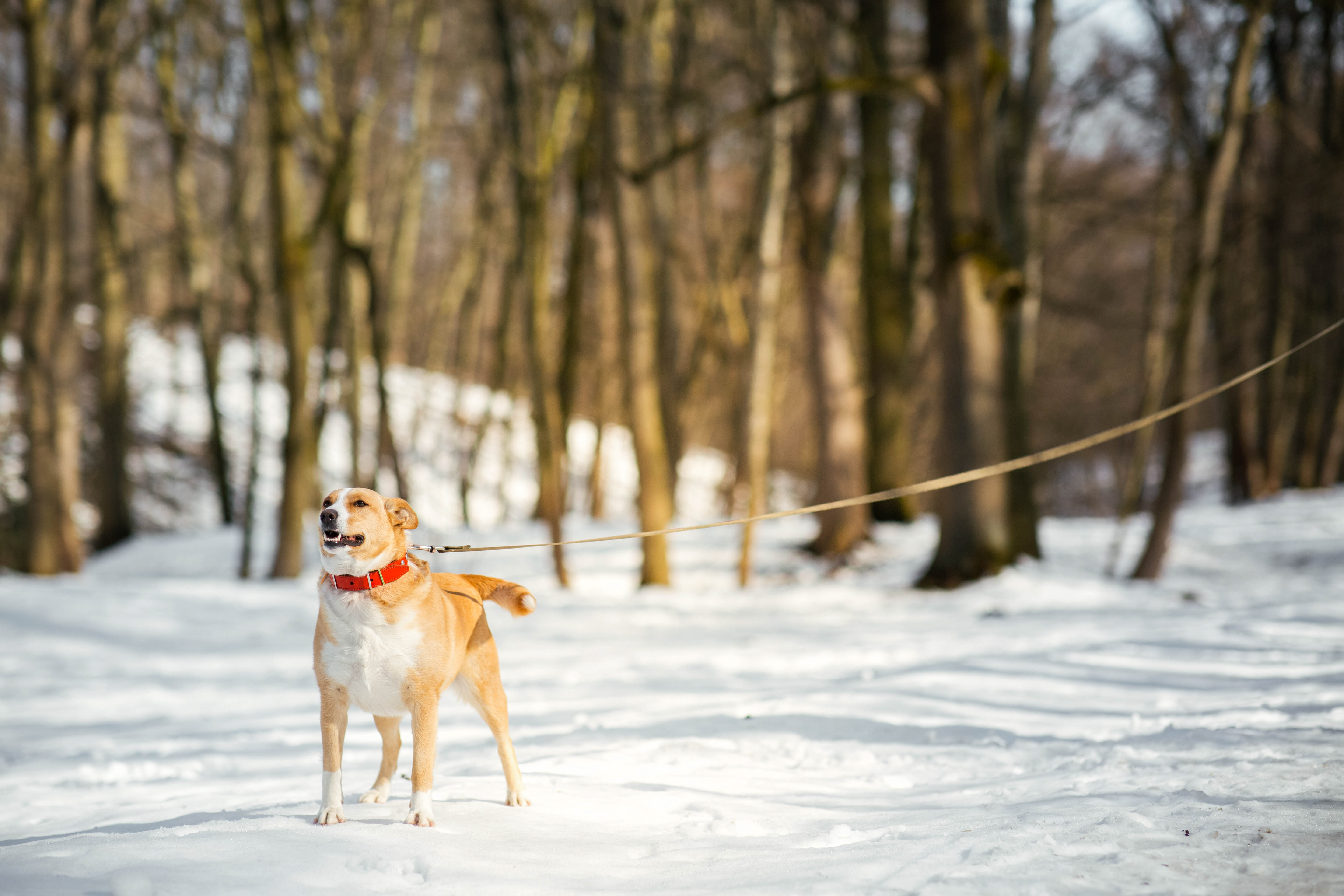 Choosing the Right Ice Melt for Sidewalks: Protecting Concrete and Pets