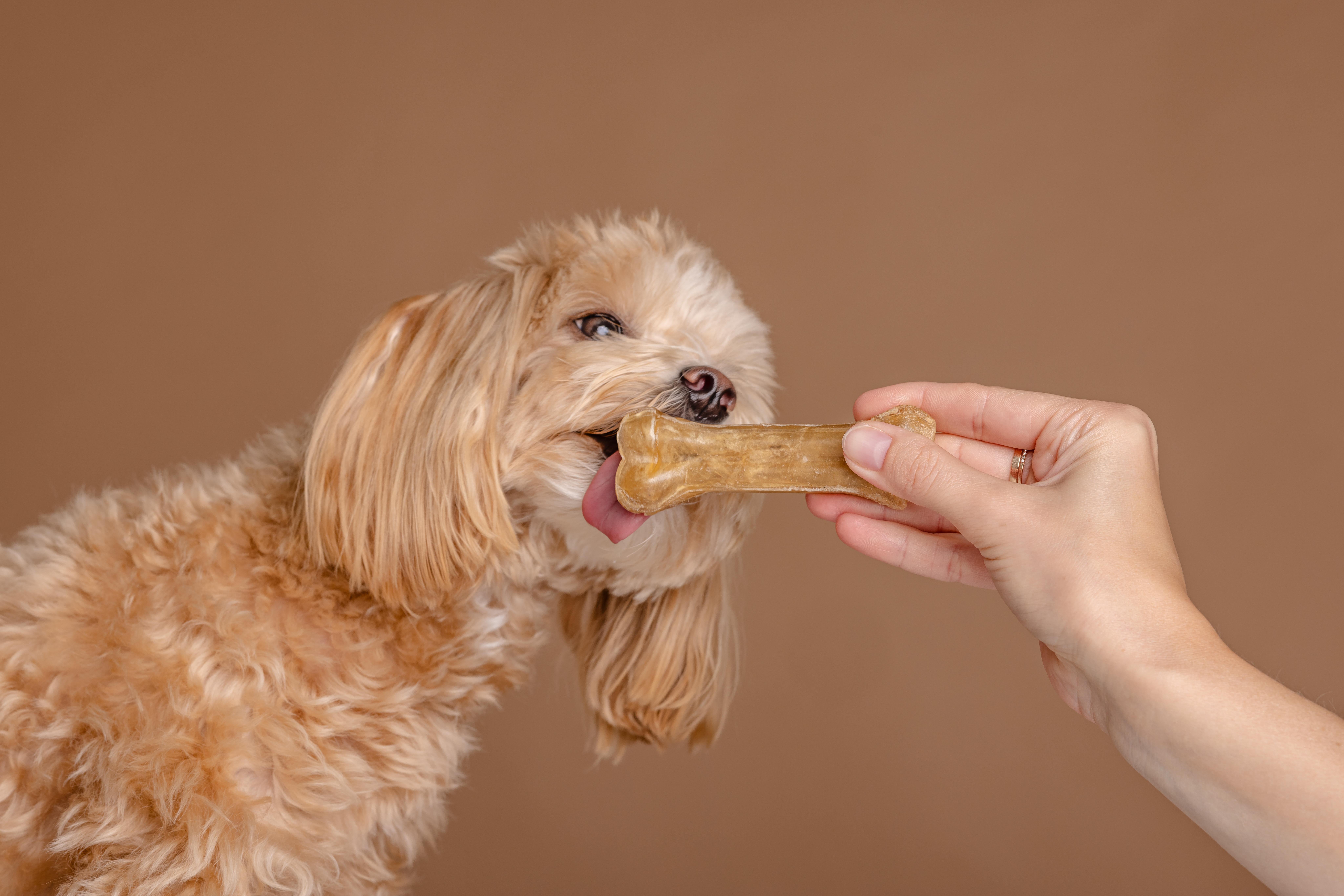 Greenies Healthy Treats Your Pet Will Adore This January