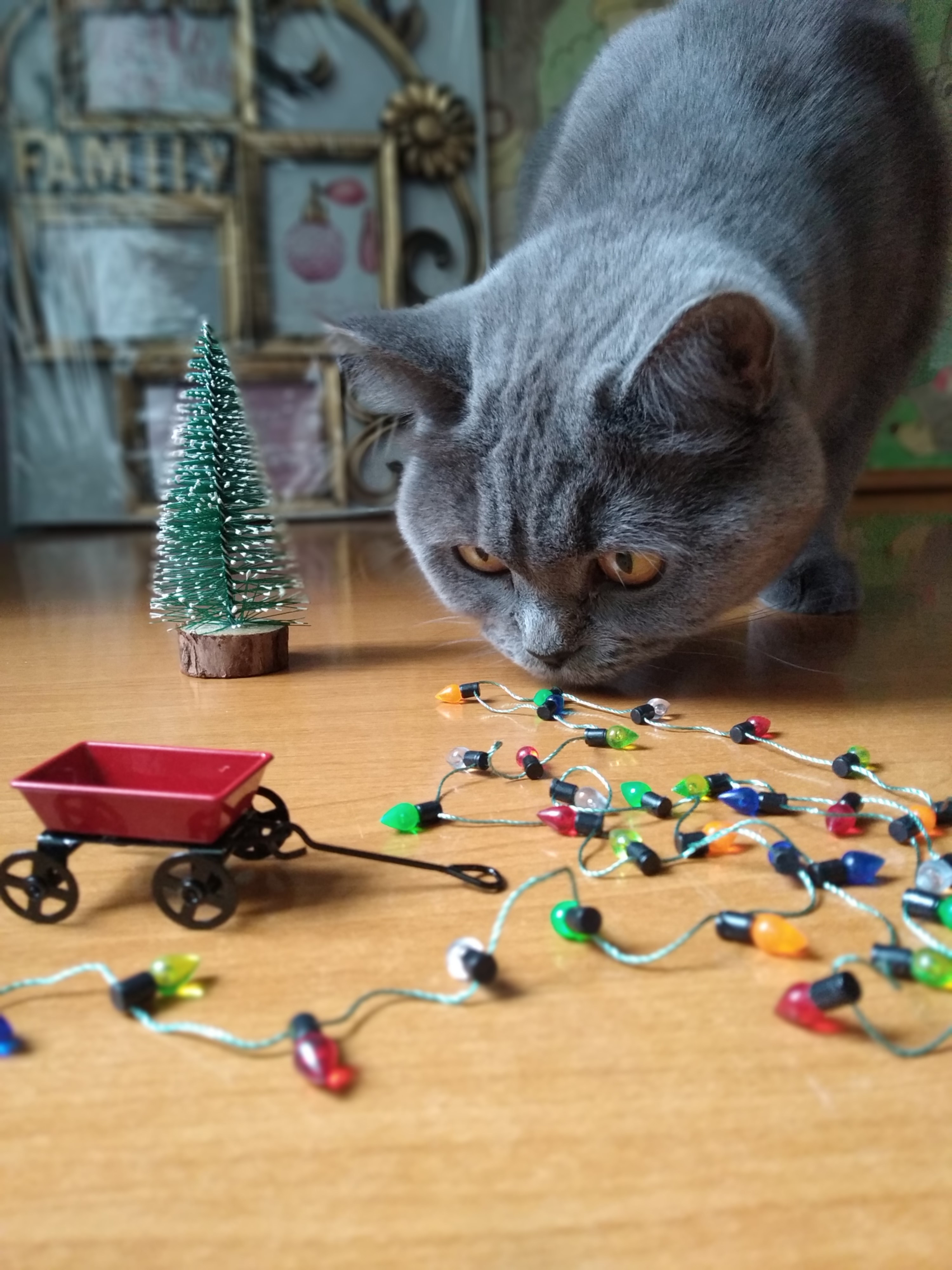 Hosting A Cat-Friendly Holiday Party: Games And Activities