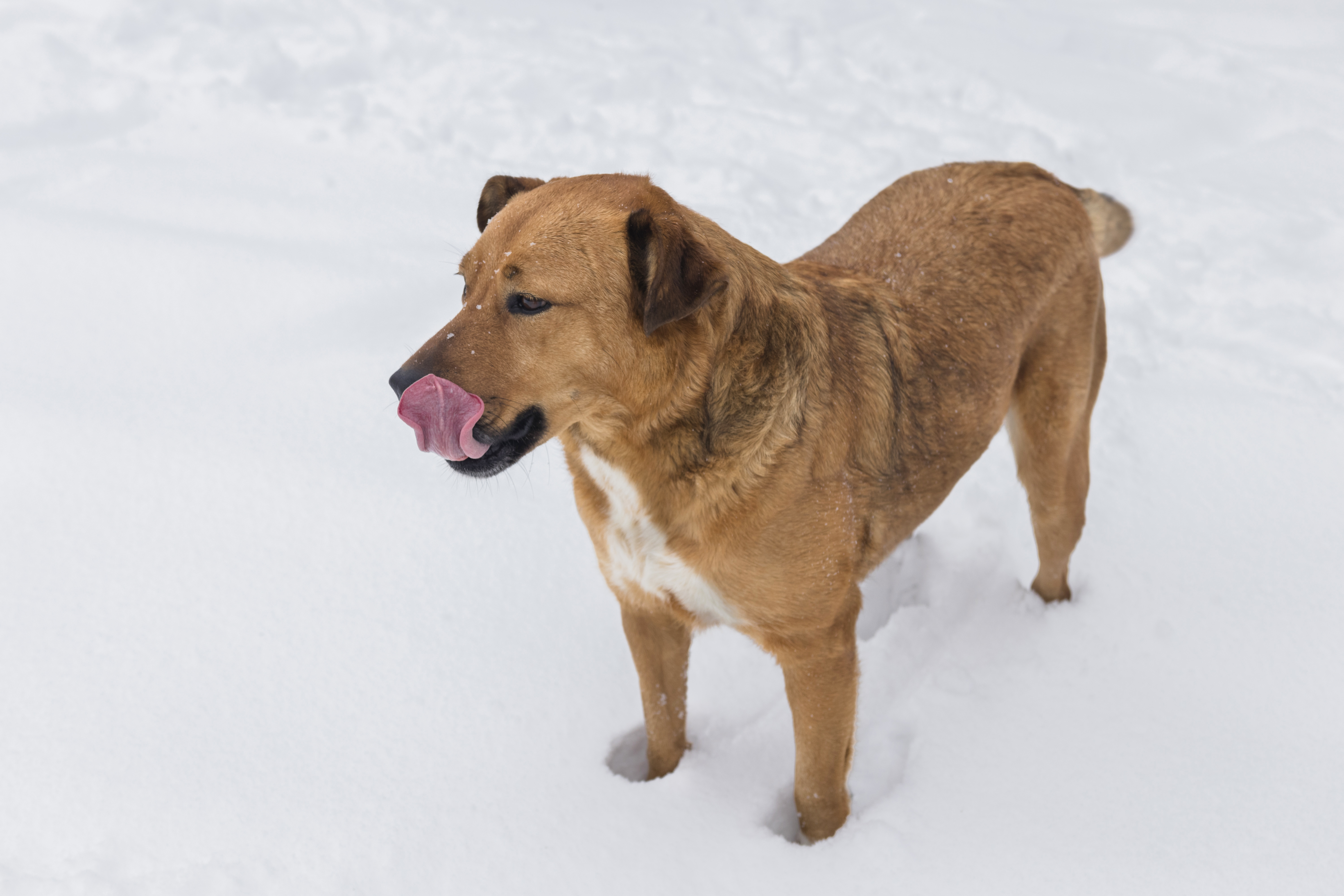 How Safe Paw Ice Melt Works A Pet-Safe, Non-Toxic Winter Solution