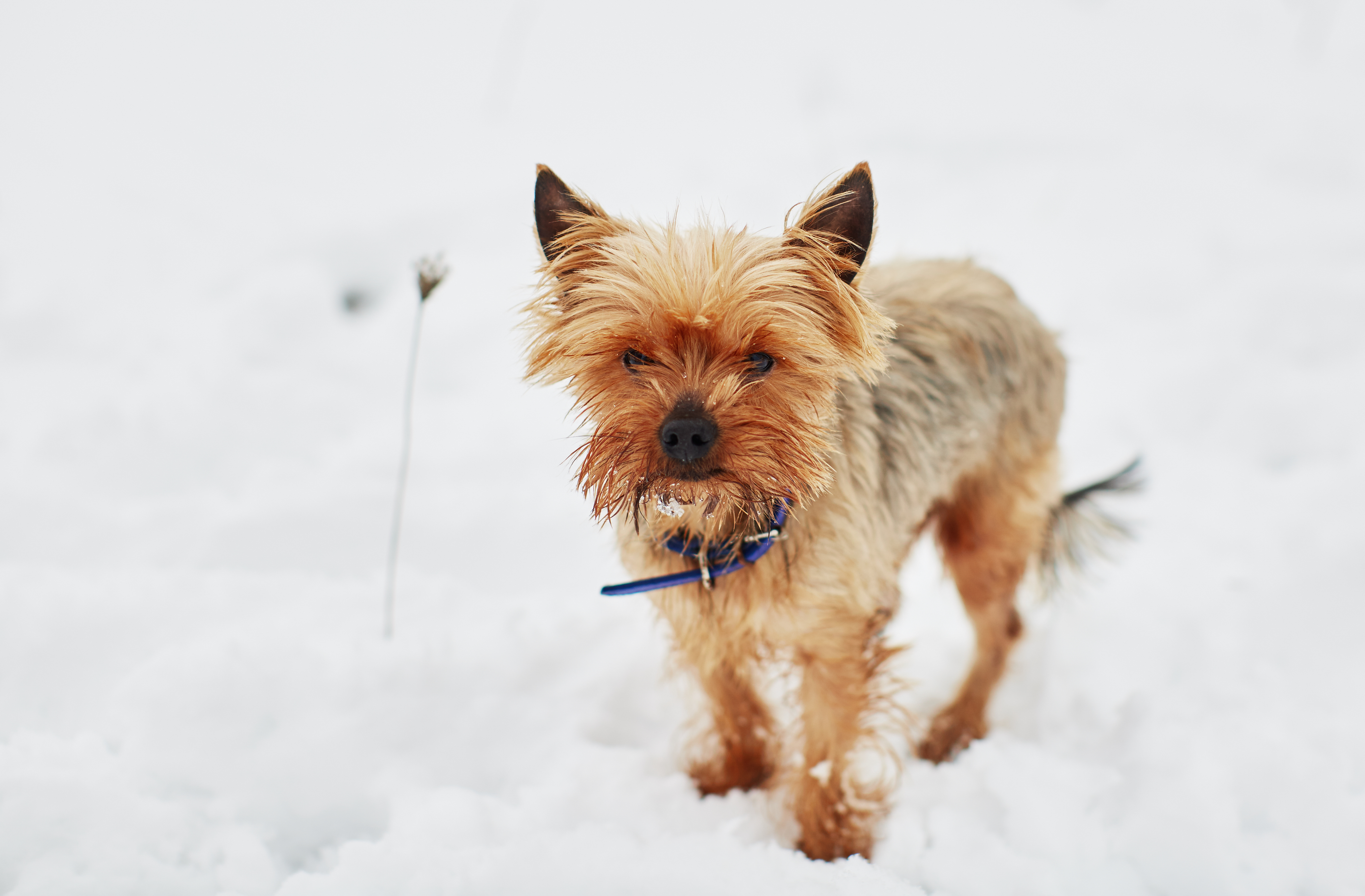 How Snow and Ice Affect Pet Paws Winter Safety Tips for Your Furry Friend