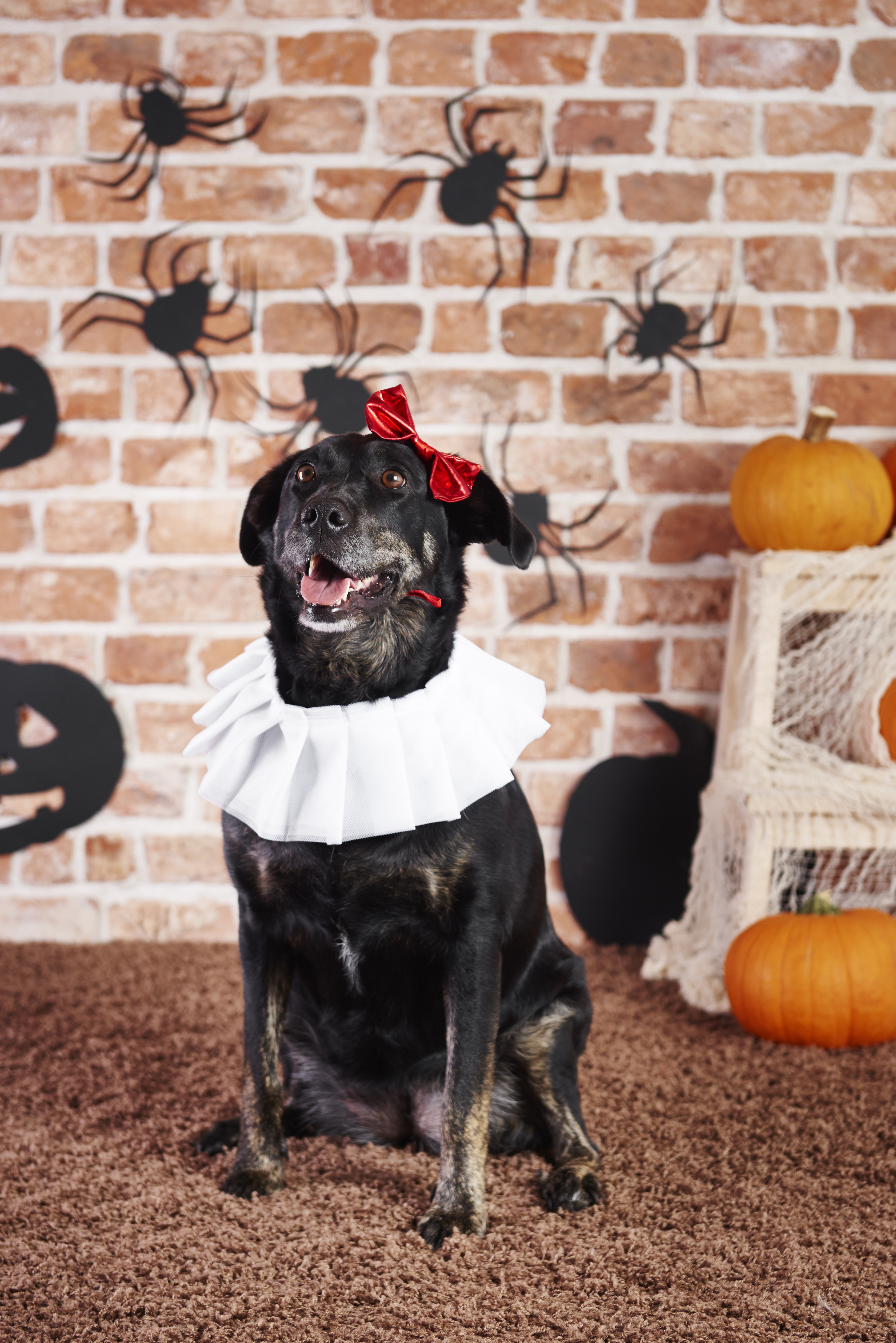 Introducing Your Pet to Halloween Decorations Do's and Don’ts