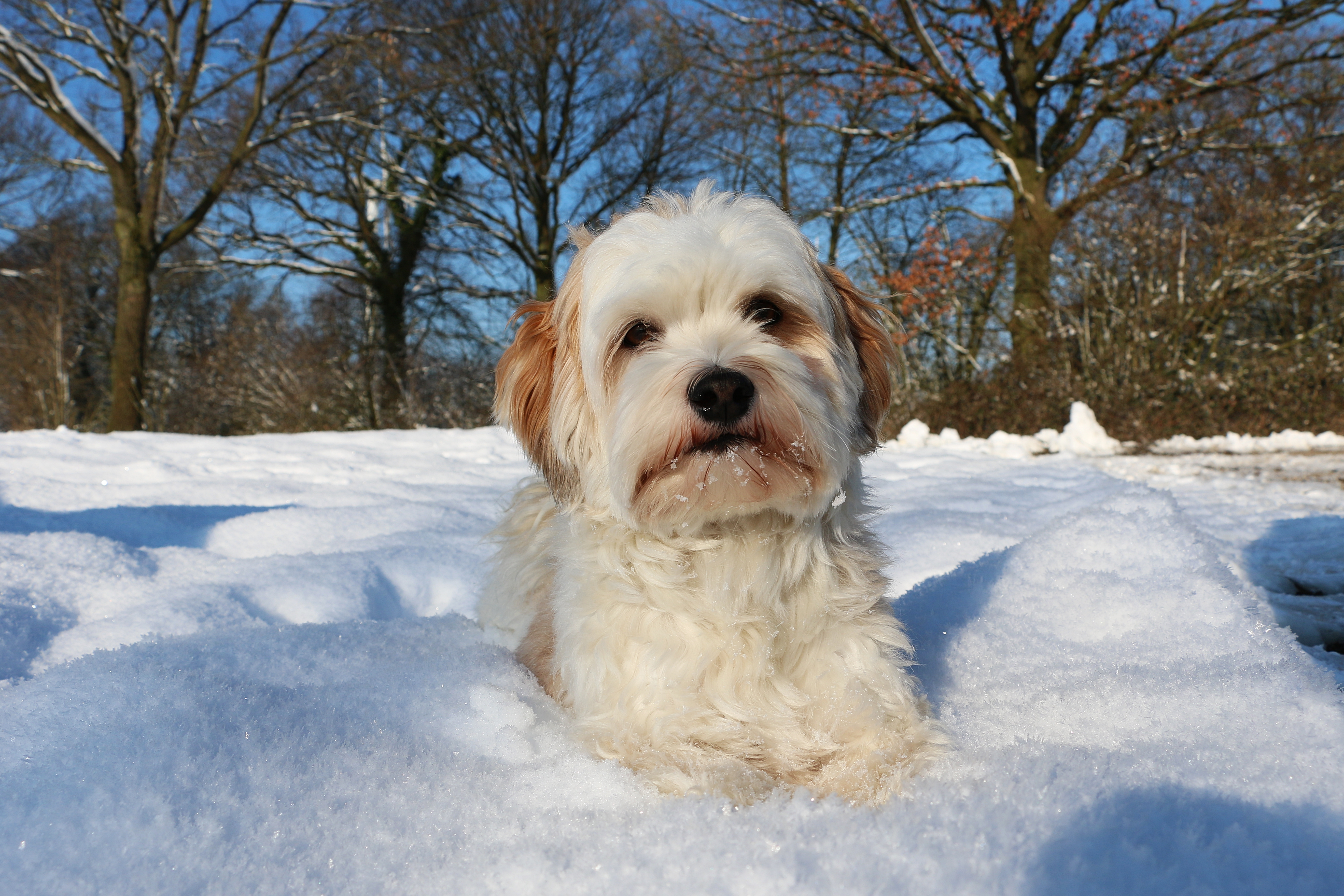 Protect Your Pets, Children, and Home This Winter with a Safe Ice Melt