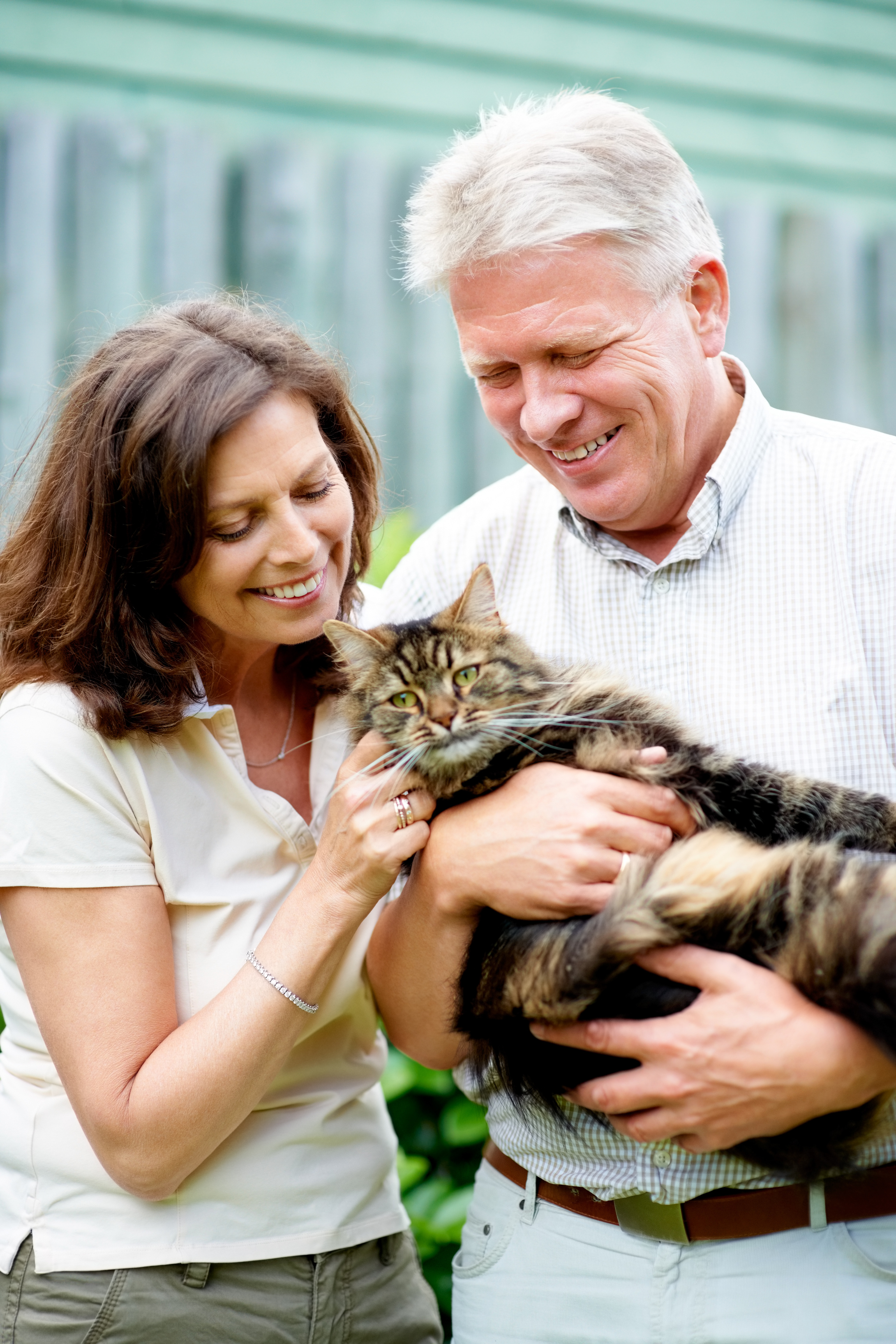 The Benefits of Adopting Older Cats During the Holiday Season