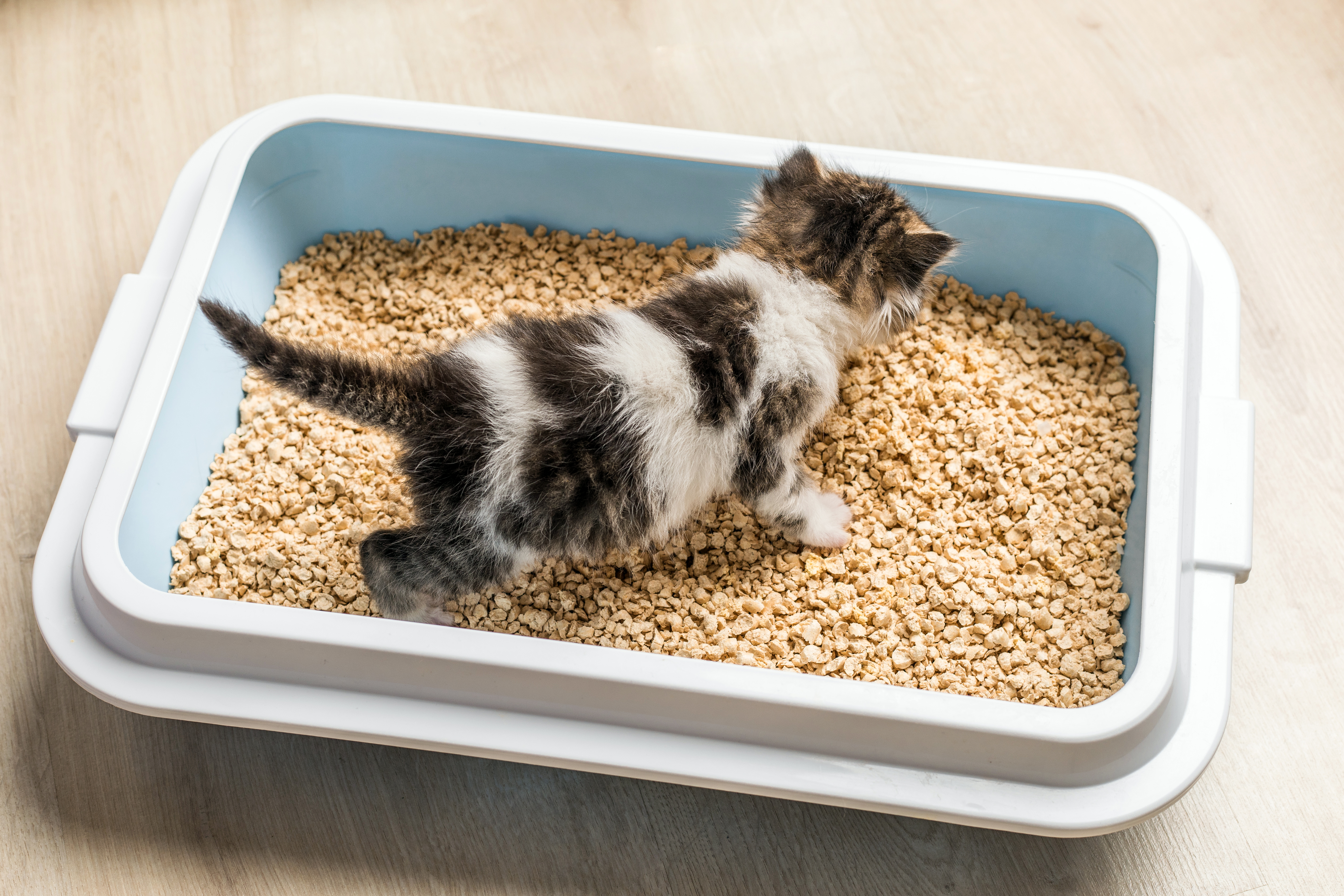 The Best CatLitter Brands for Odor Control & Easy Maintenance