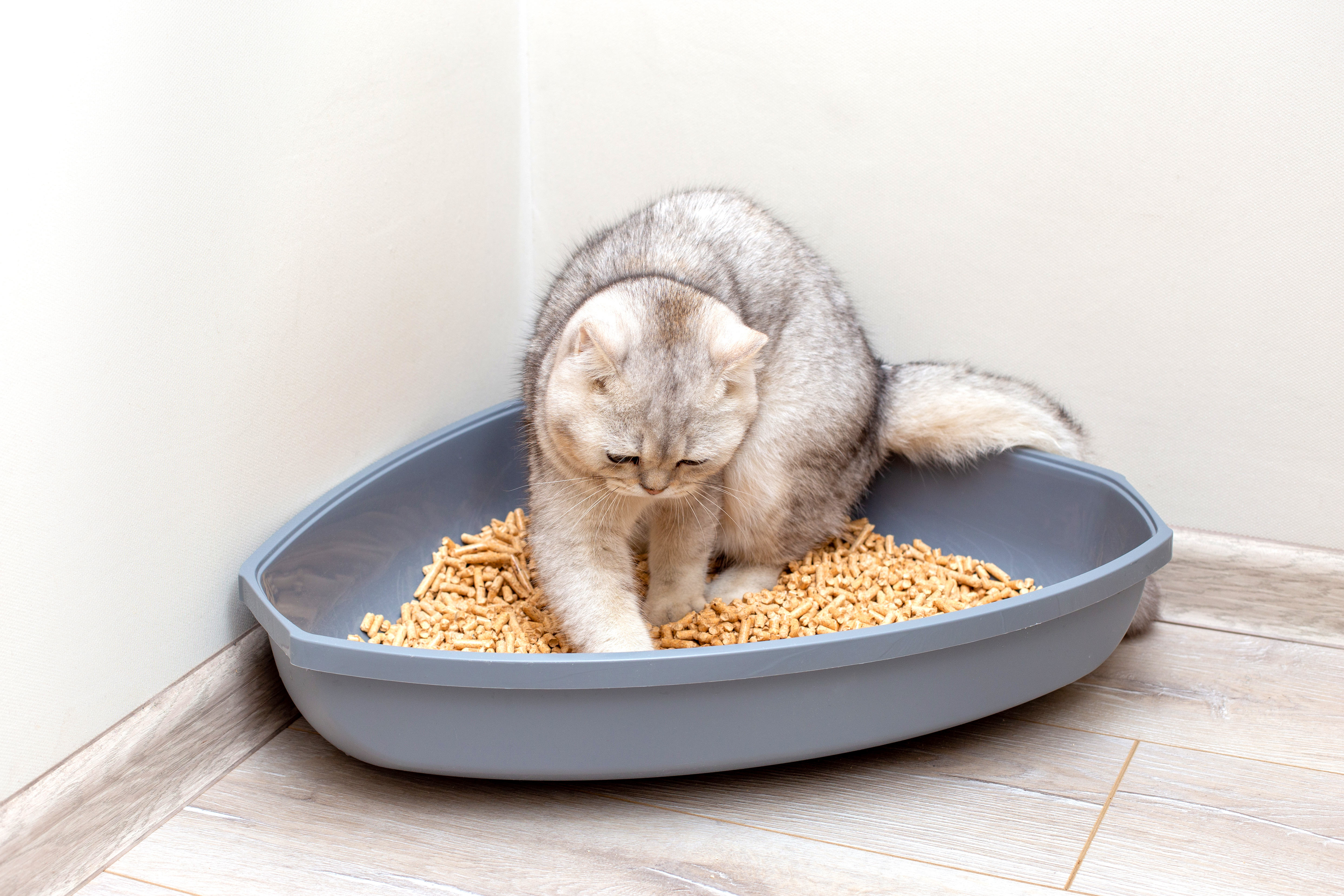 Top Cat Litter Brands Leading the Eco-Friendly Revolution
