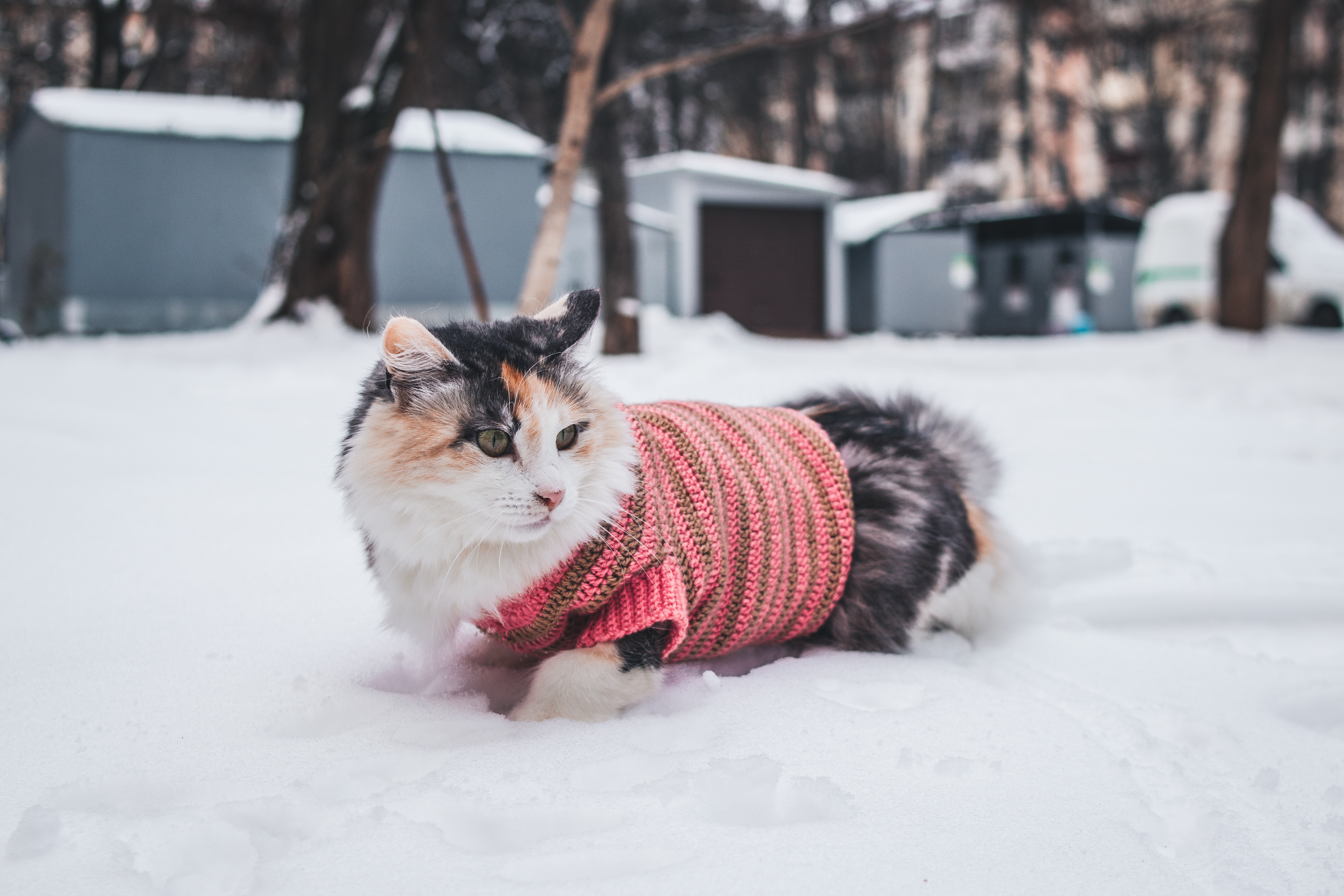Understanding The Unique Needs Of Hairless Cat Breeds In Winter