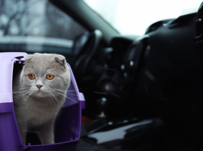 Best Cat Carriers of 2025: Top Travel-Friendly Picks